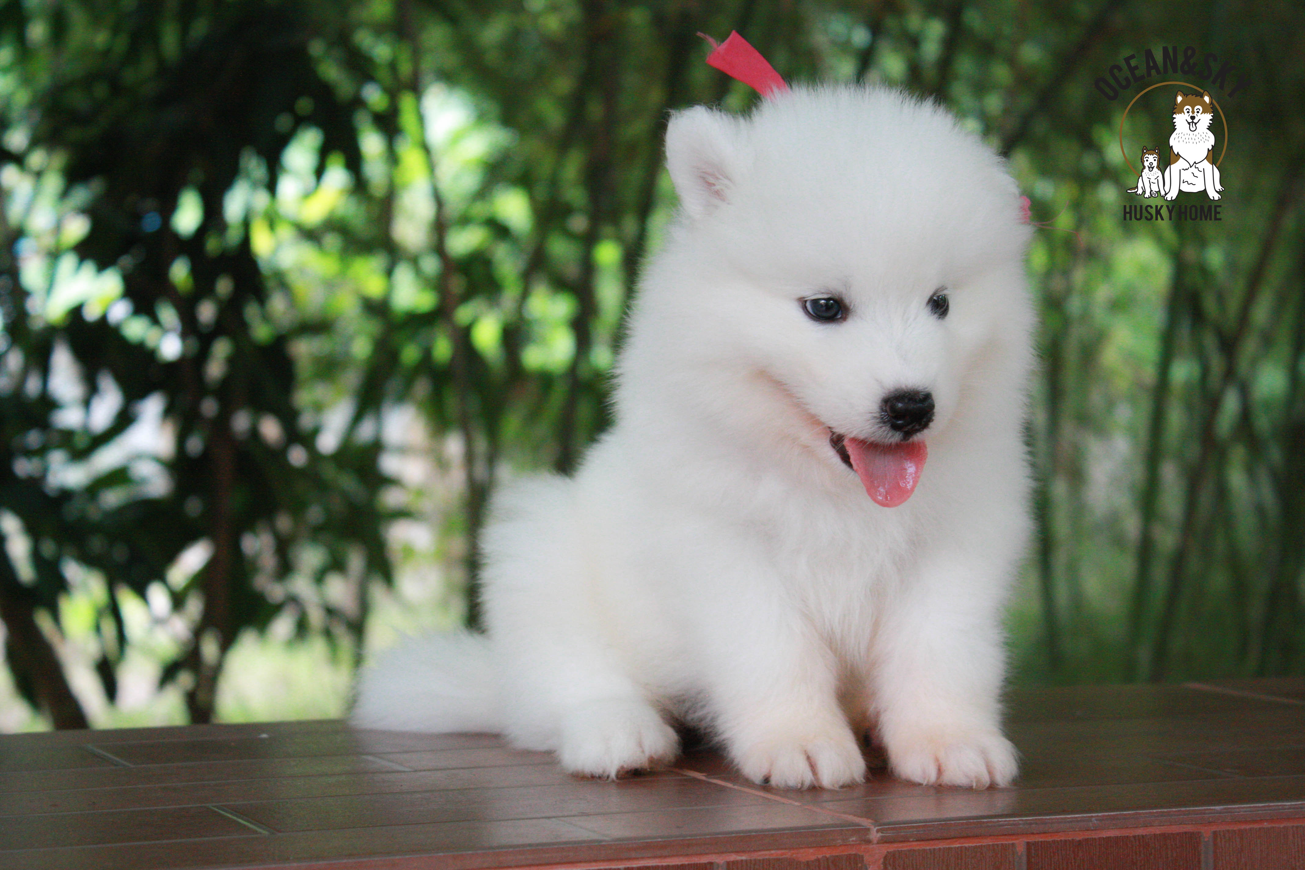 ซามอยด์ , samoyed , female