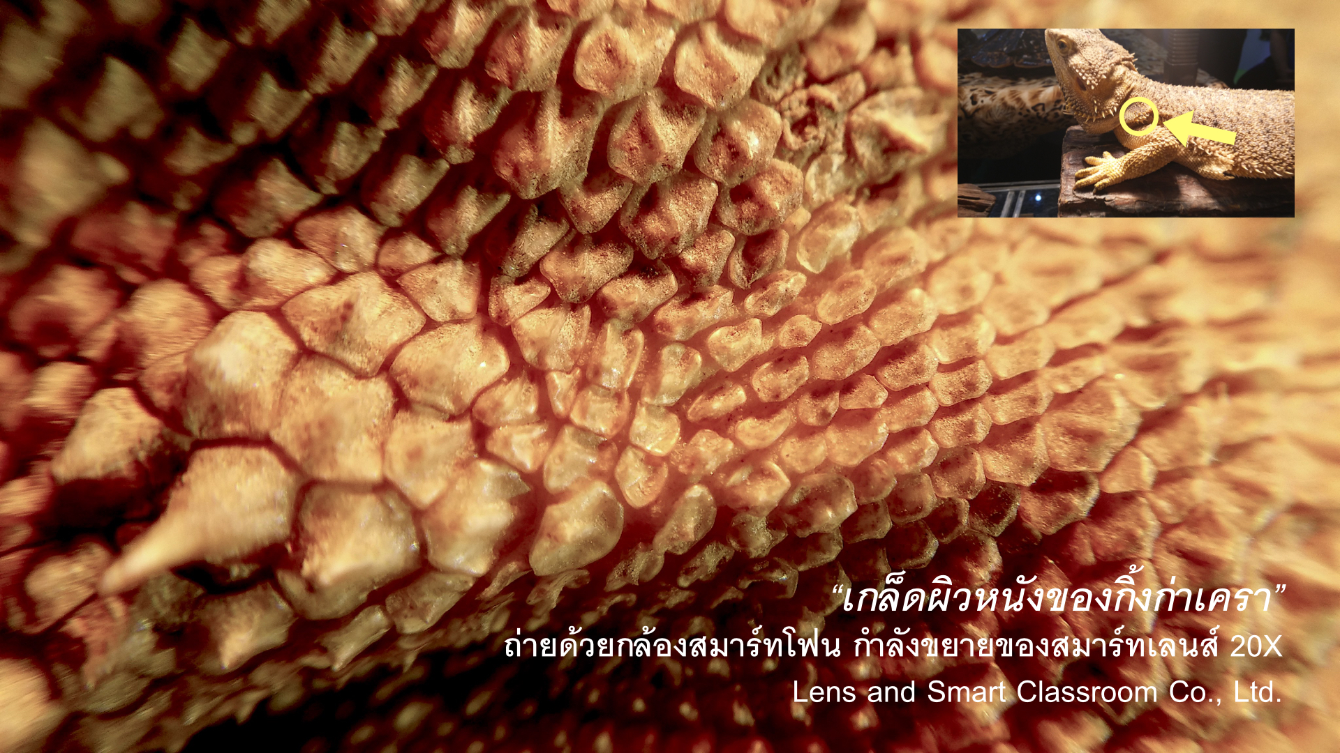 CUsmartlens Complete Set (เลนส์ขยาย เปลี่ยนมือถือเป็นกล้องจุลทรรศน์)