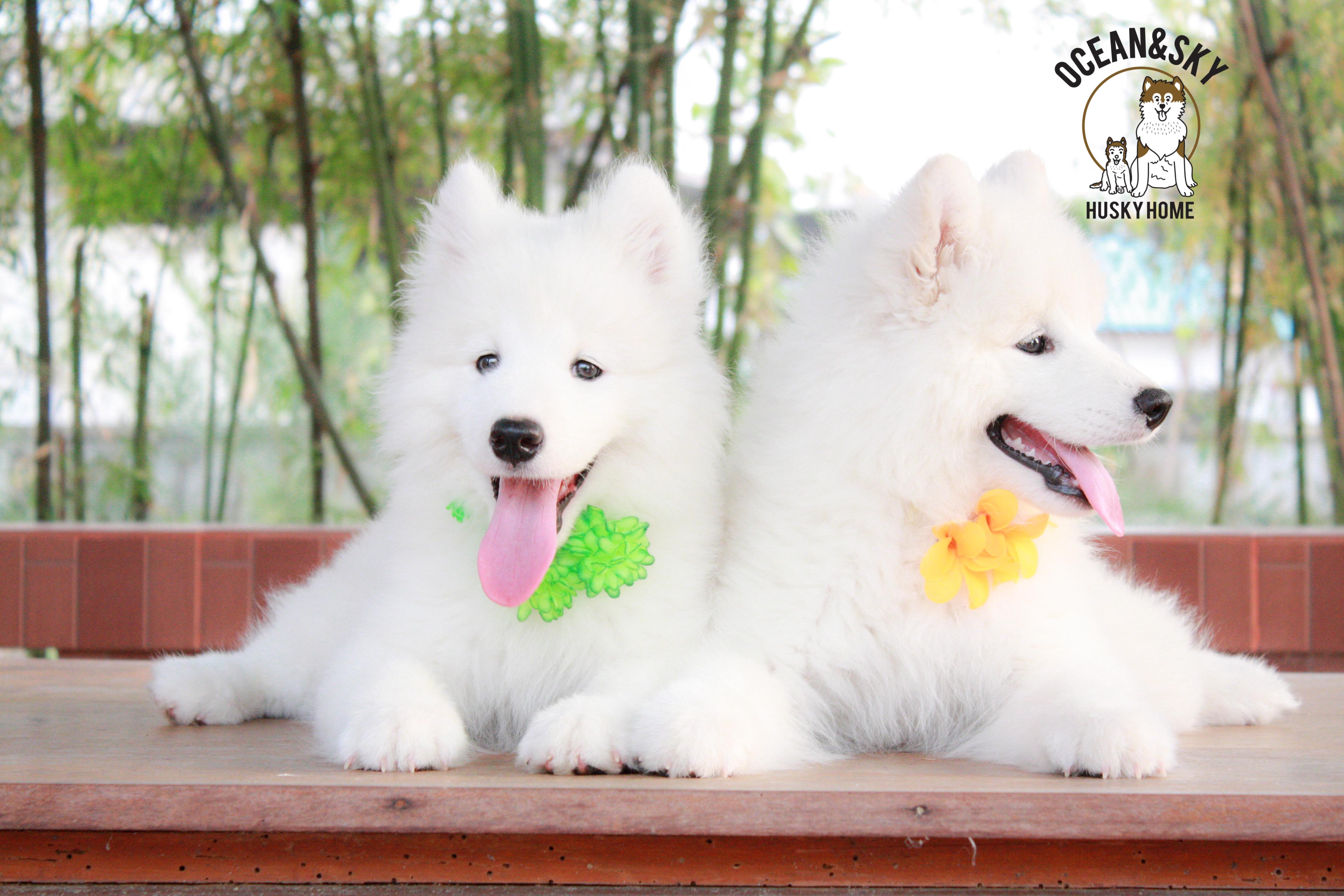 Samoyed , ซามอยด์ , ขายซามอยด์ , ขายSamoyed , ขายลูกสุนัขซามอยด์ ,ขายลูกสุนัขSamoyed