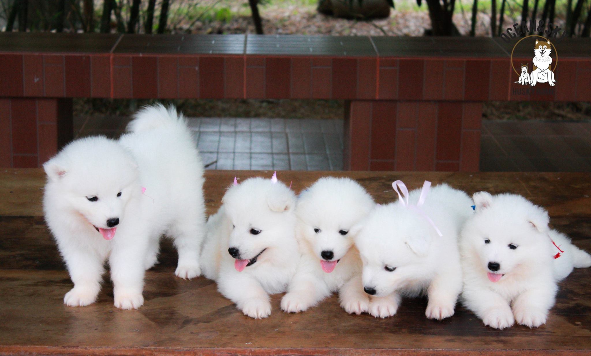 ซามอยด์ (Samoyed) ซามอยด์