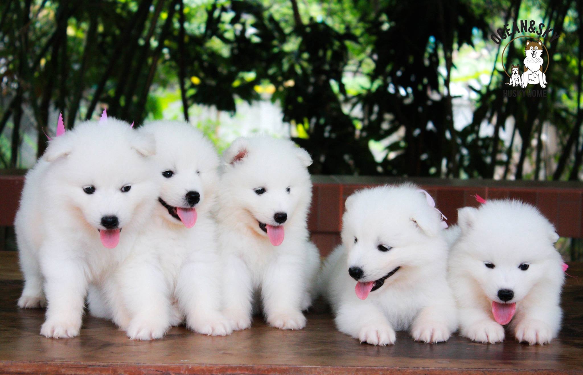 ซามอยด์ (Samoyed) ซามอยด์