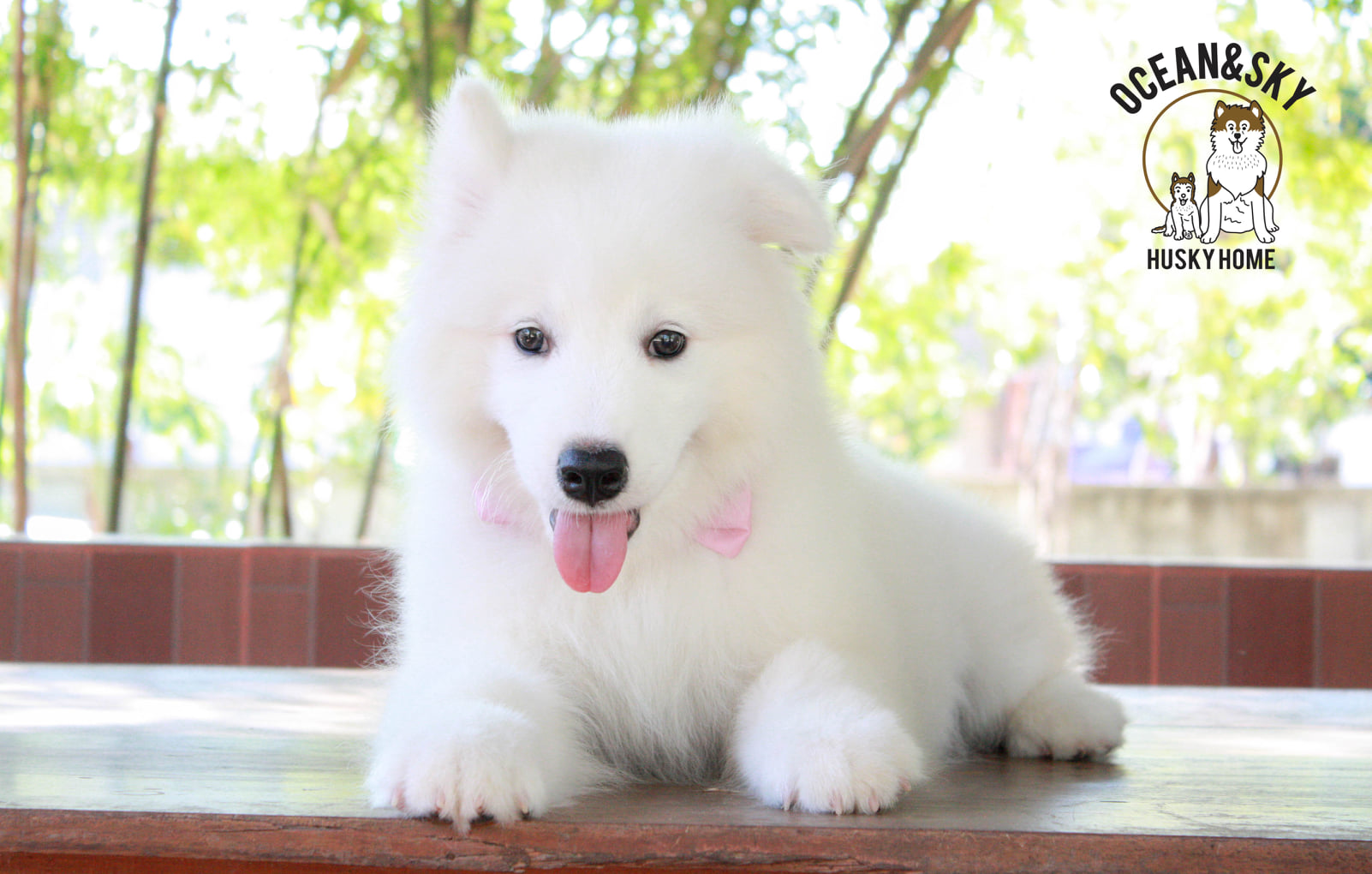 ซามอยด์ (Samoyed) ซามอยด์