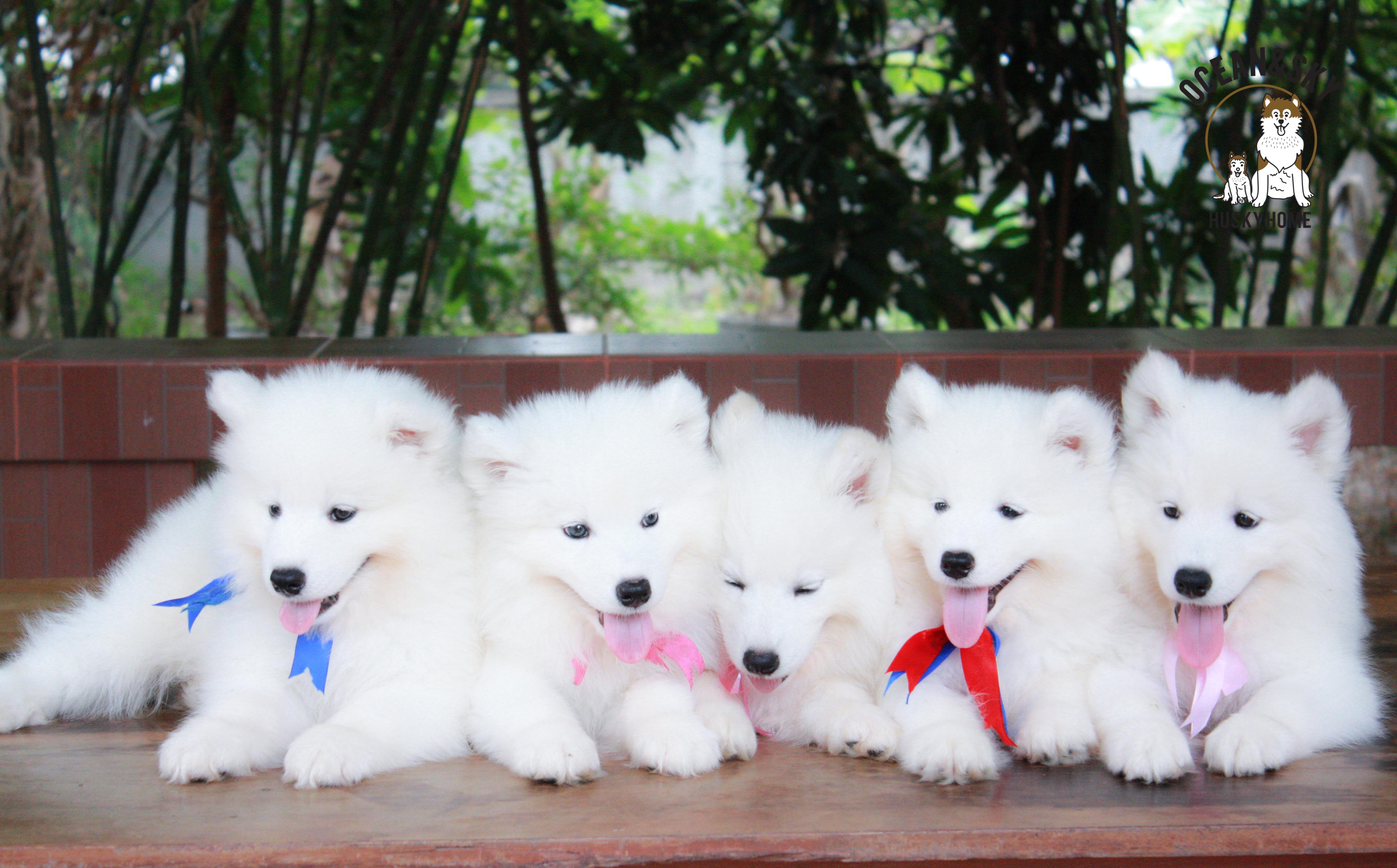 ลูกสุนัข ซามอยด์ Samoyed