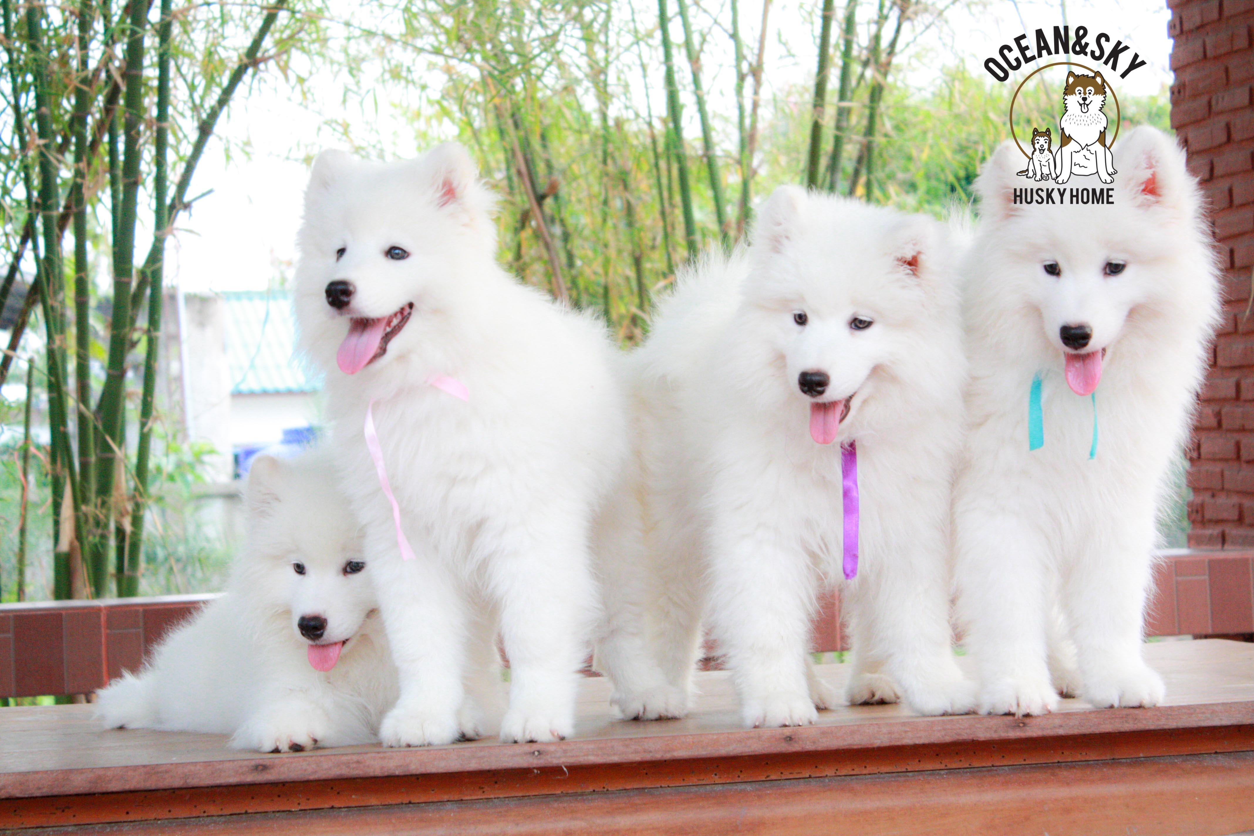 Samoyed , ซามอยด์ , ขายซามอยด์ , ขายSamoyed , ขายลูกสุนัขซามอยด์ ,ขายลูกสุนัขSamoyed