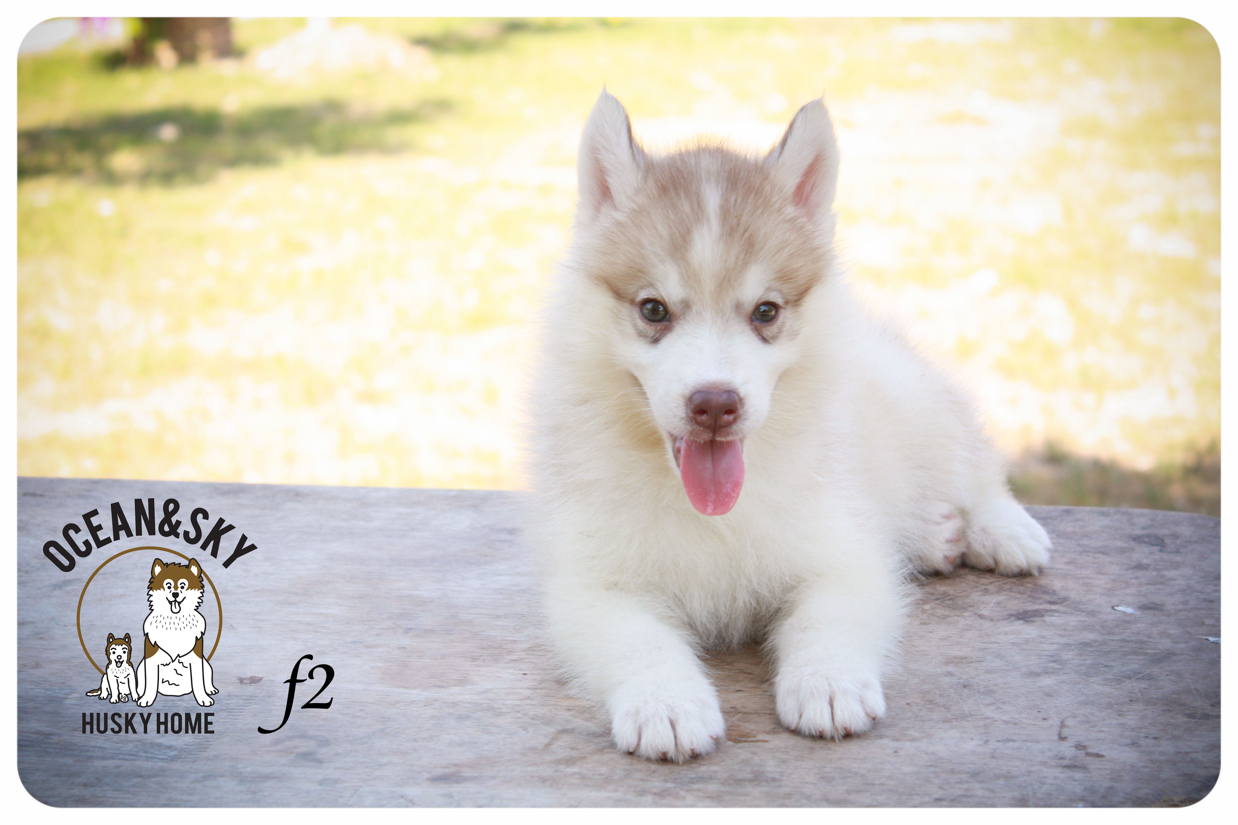 ลูกสุนัขไซบีเรียน โอเชี่ยน+สกาย