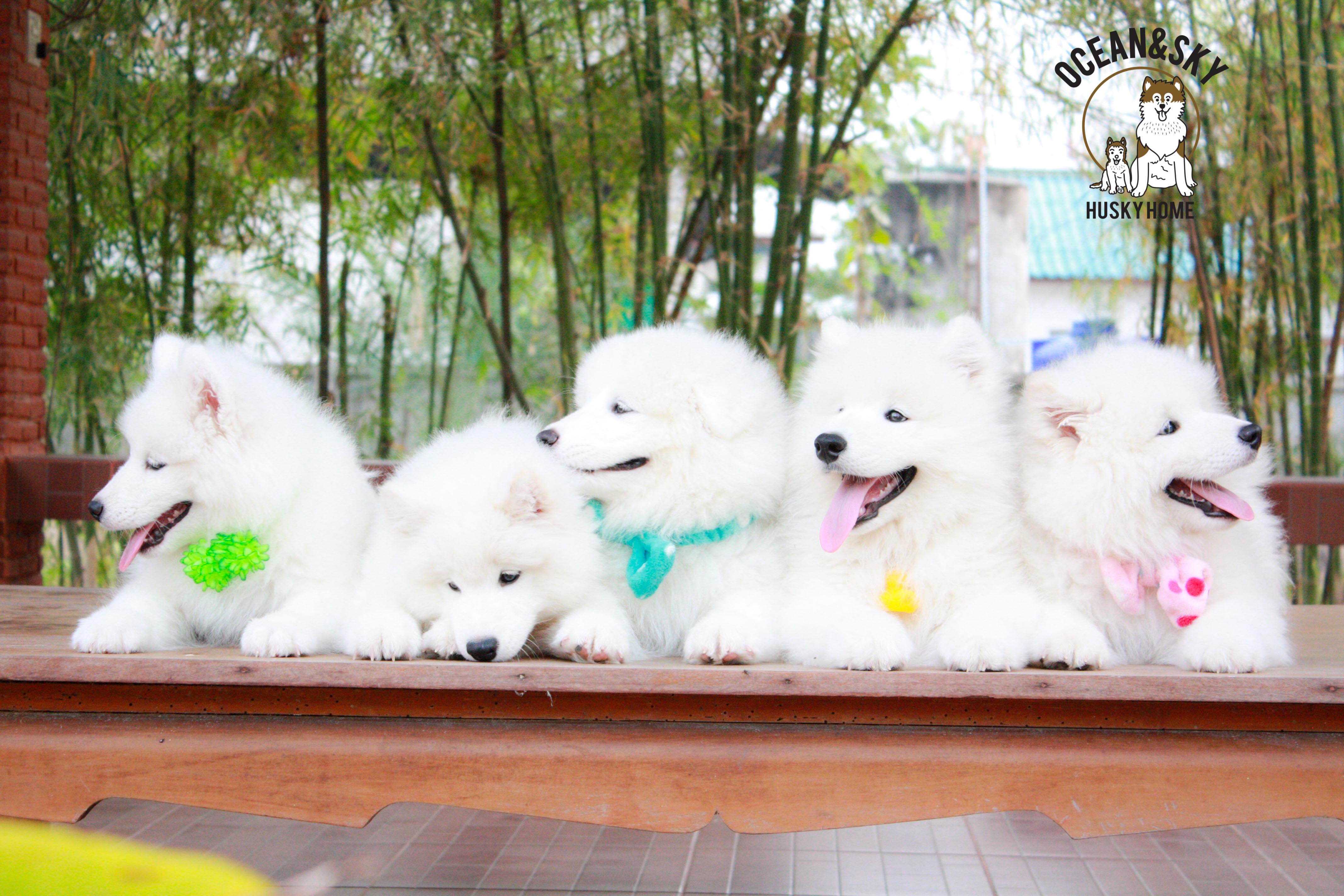 Samoyed , ซามอยด์ , ขายซามอยด์ , ขายSamoyed , ขายลูกสุนัขซามอยด์ ,ขายลูกสุนัขSamoyed