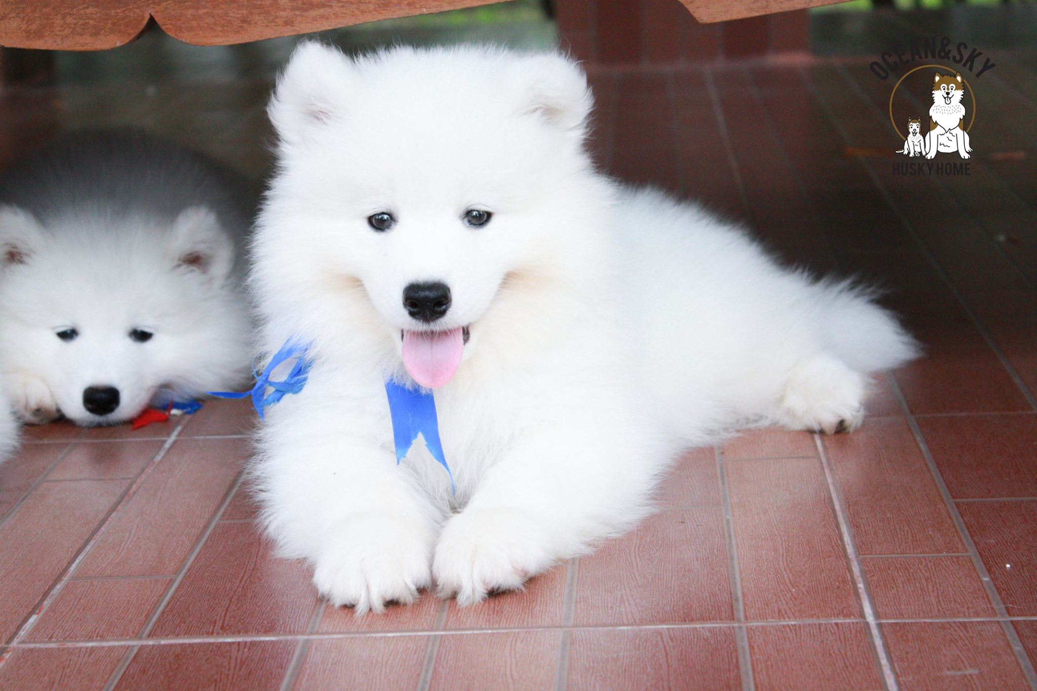 ซามอยด์ (Samoyed) ซามอยด์