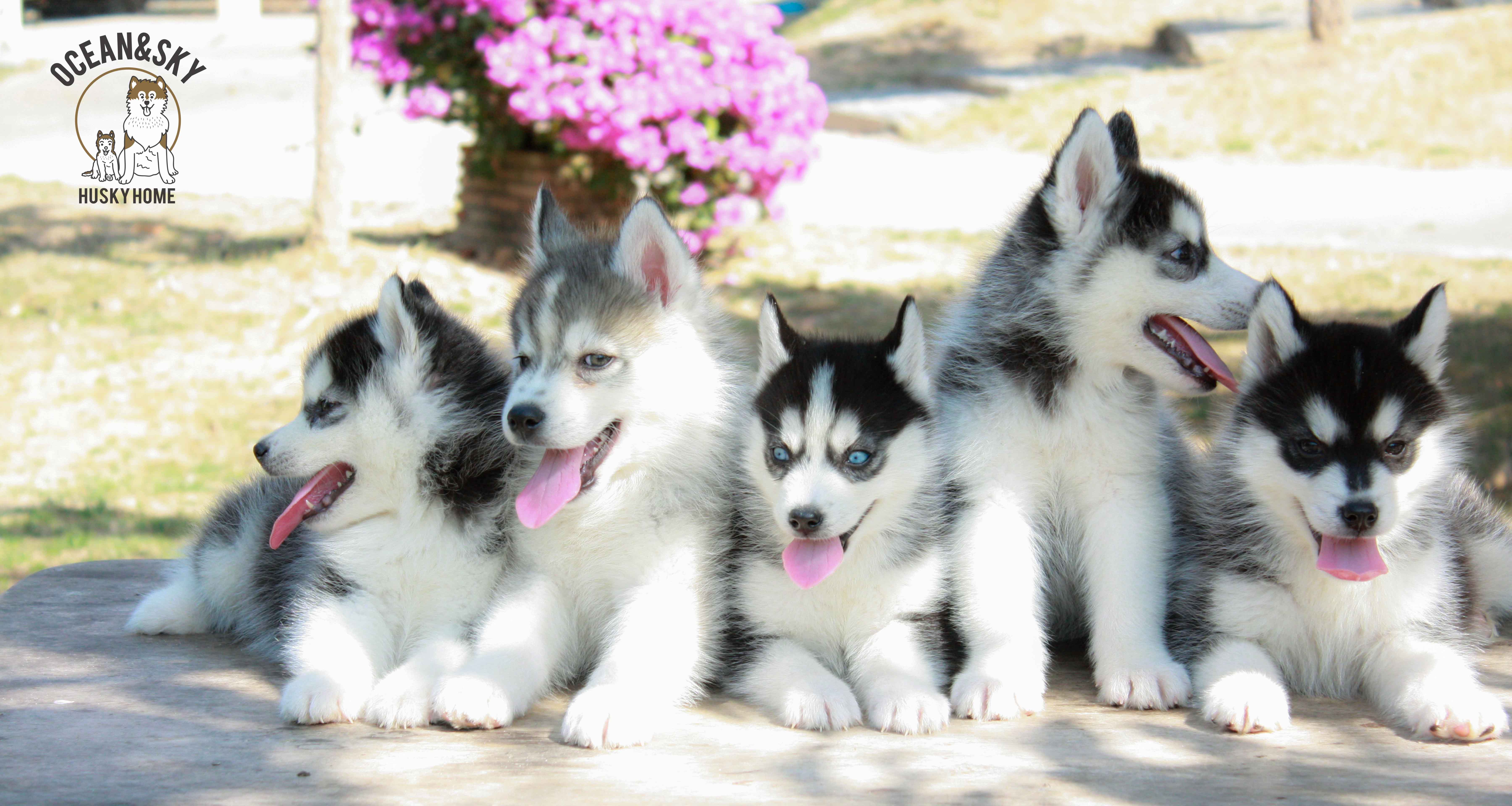 ขายสุนัขพันธุ์ ไซบีเรียน ฮัสกี้ ฟาร์มไซบีเรียน บลูโต้+เนปจูน