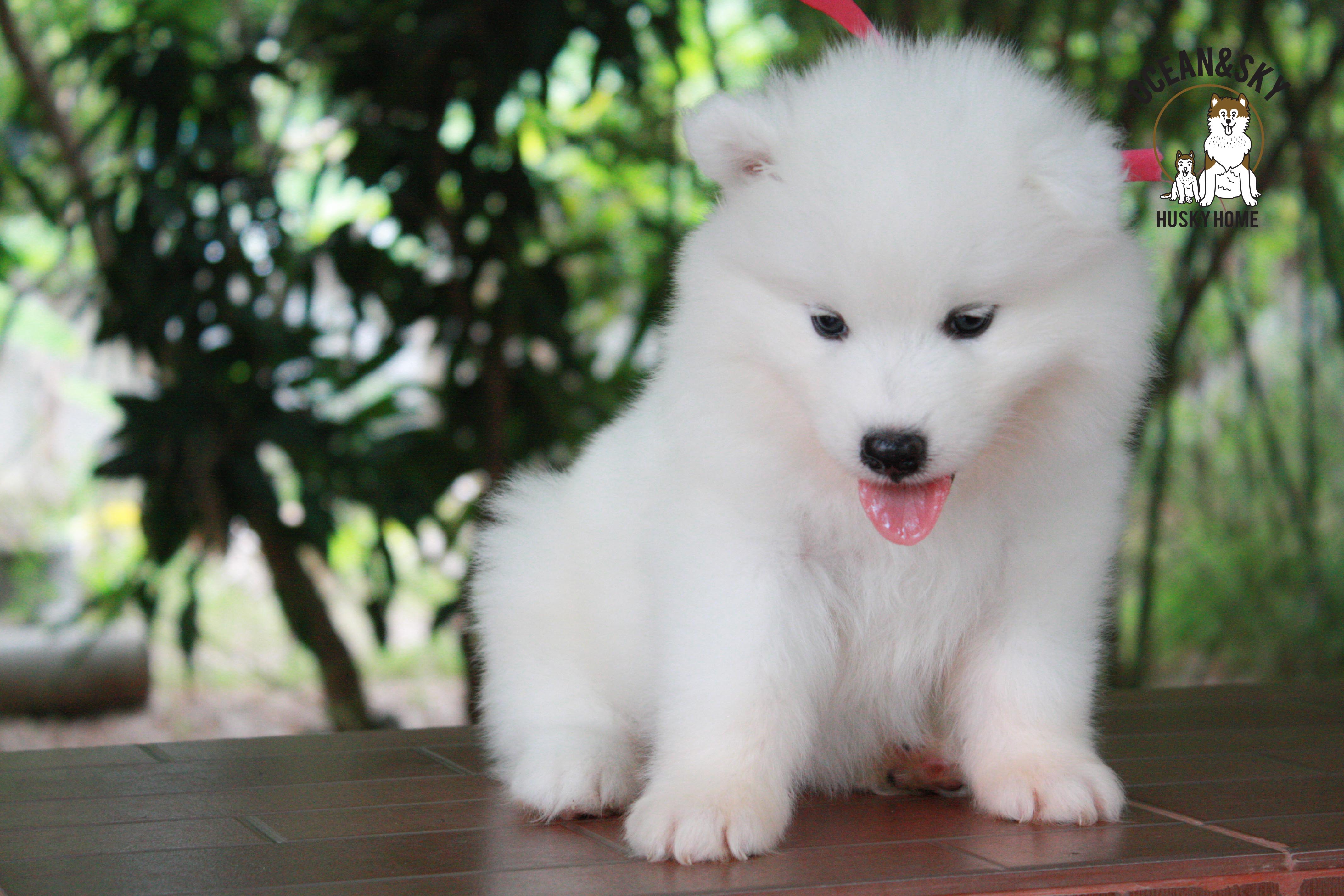 ซามอยด์ , samoyed , female