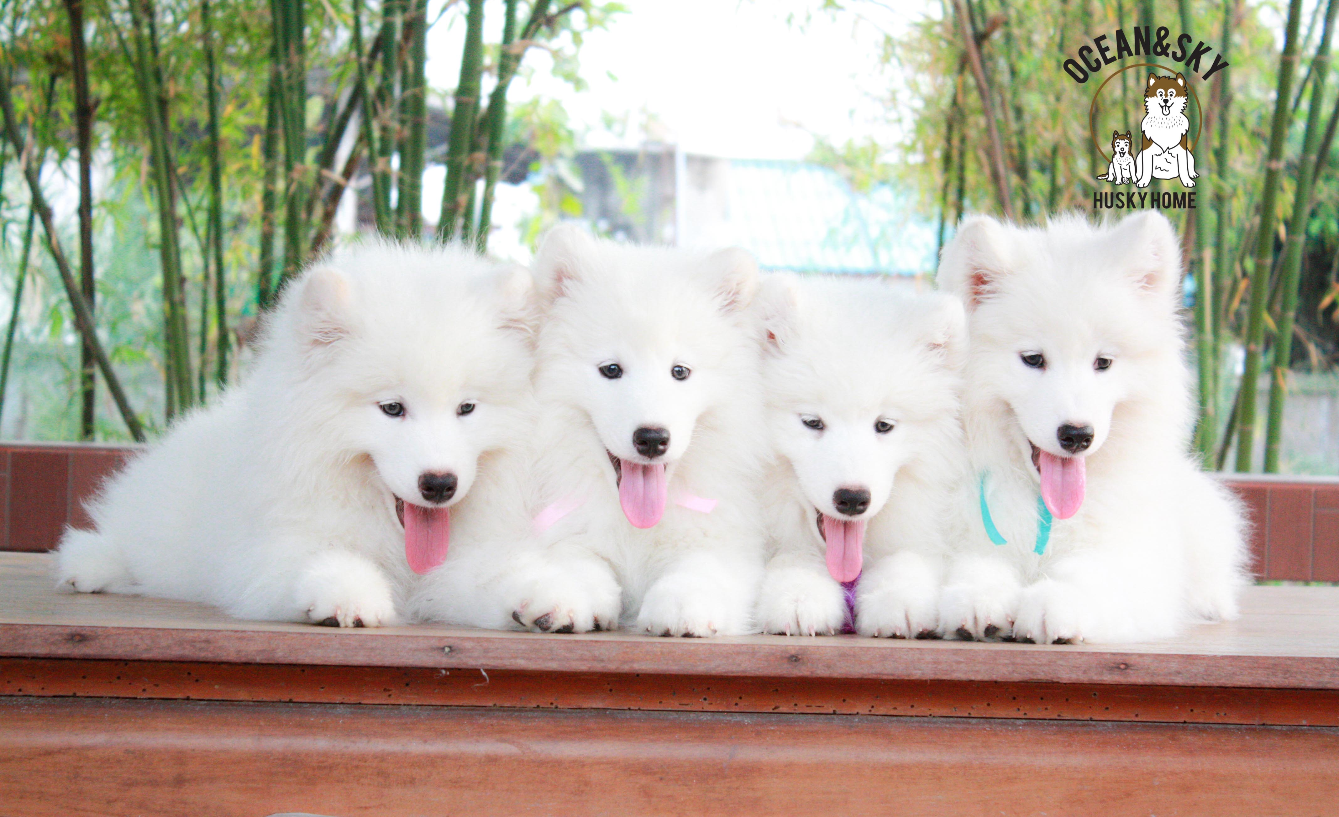 Samoyed , ซามอยด์ , ขายซามอยด์ , ขายSamoyed , ขายลูกสุนัขซามอยด์ ,ขายลูกสุนัขSamoyed