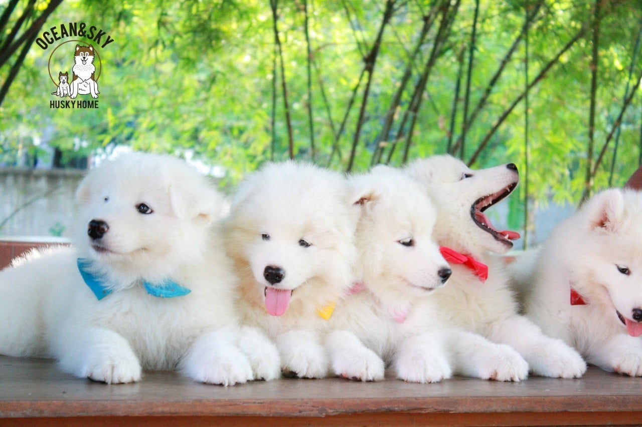 ซามอยด์ (Samoyed) ซามอยด์