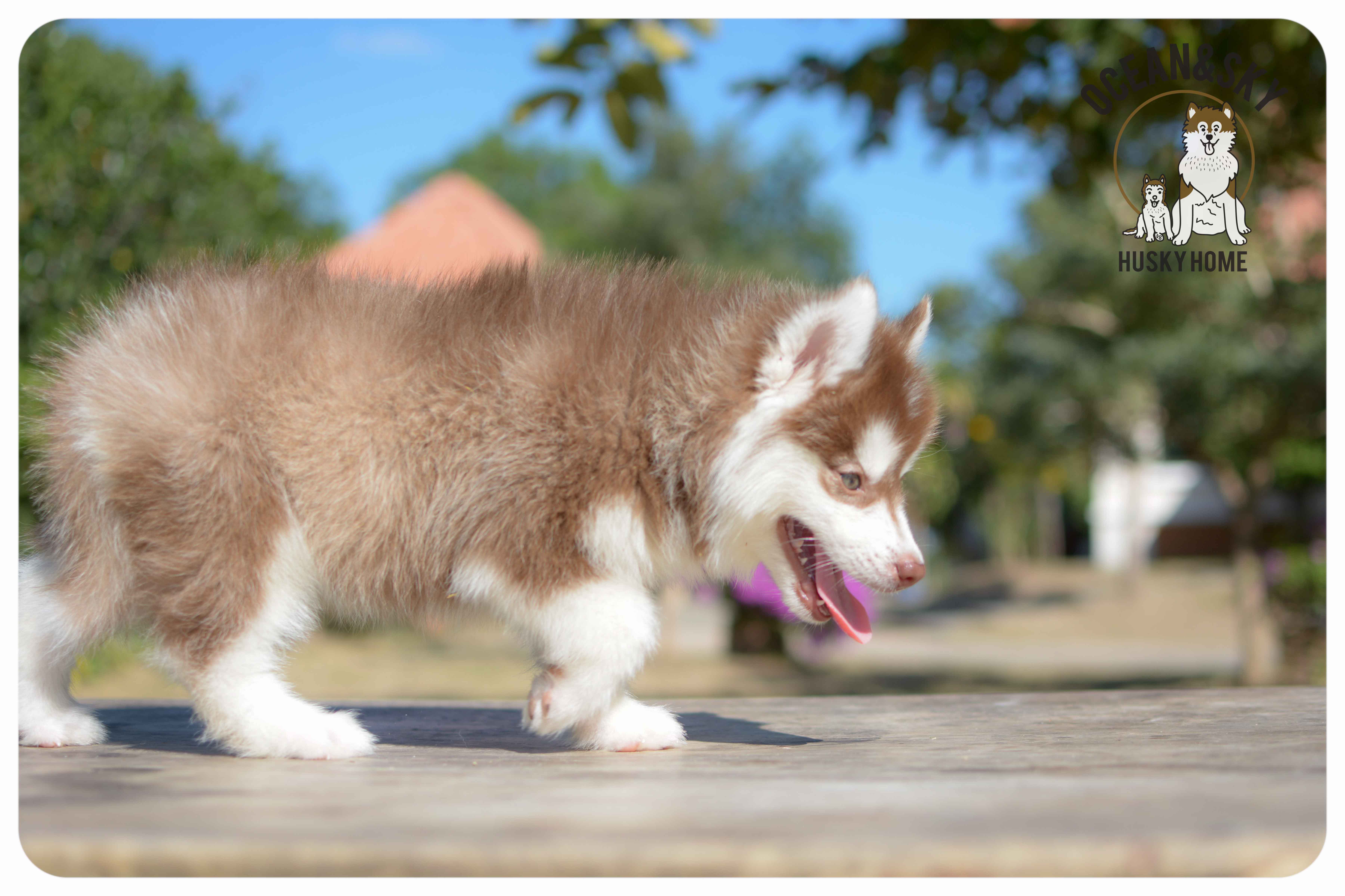 เปิดจองน้องๆไซบีเรียนขนฟู สีน่ารัก ผู้3ตัว เมีย3ตัว มันนี่ + แฮรี่