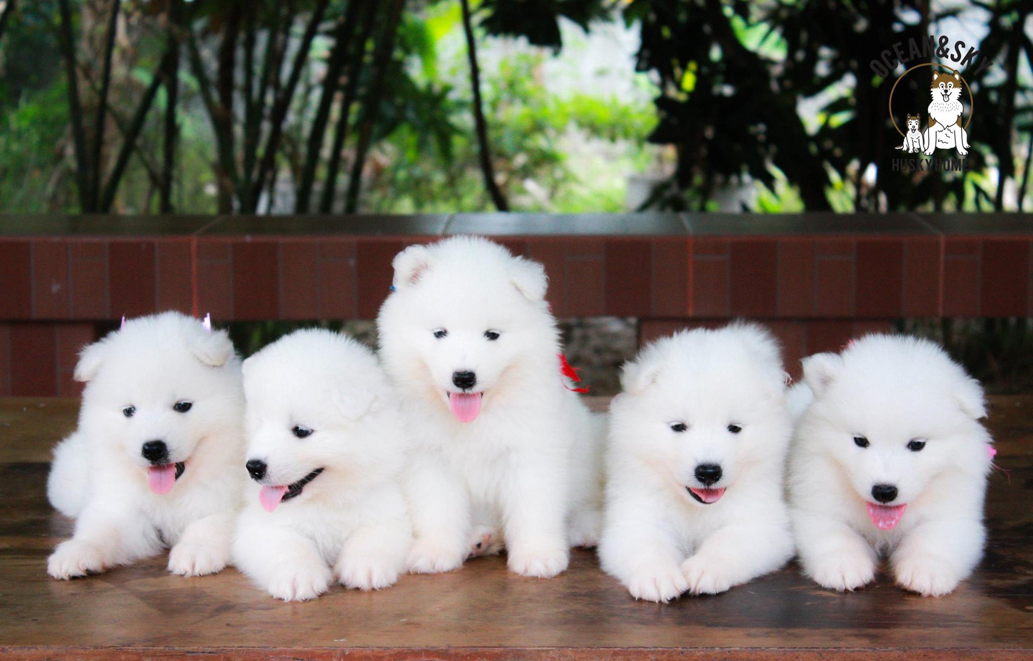 ซามอยด์ (Samoyed) ซามอยด์