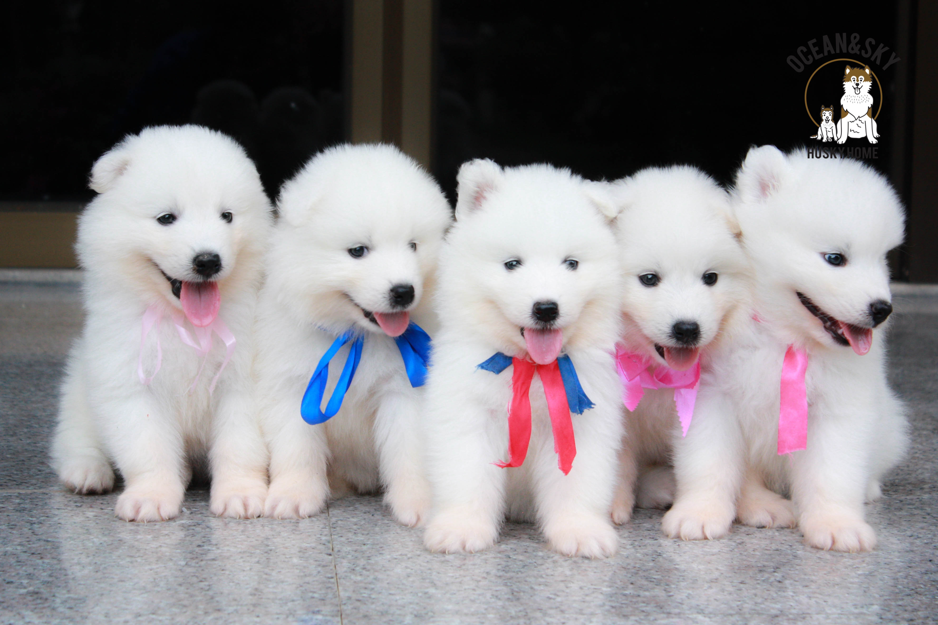 น้อง ซามอยด์ (Samoyed) อายุ 45 วันเปิดจองแล้วคาฟฟฟฟฟ 23/12/2561