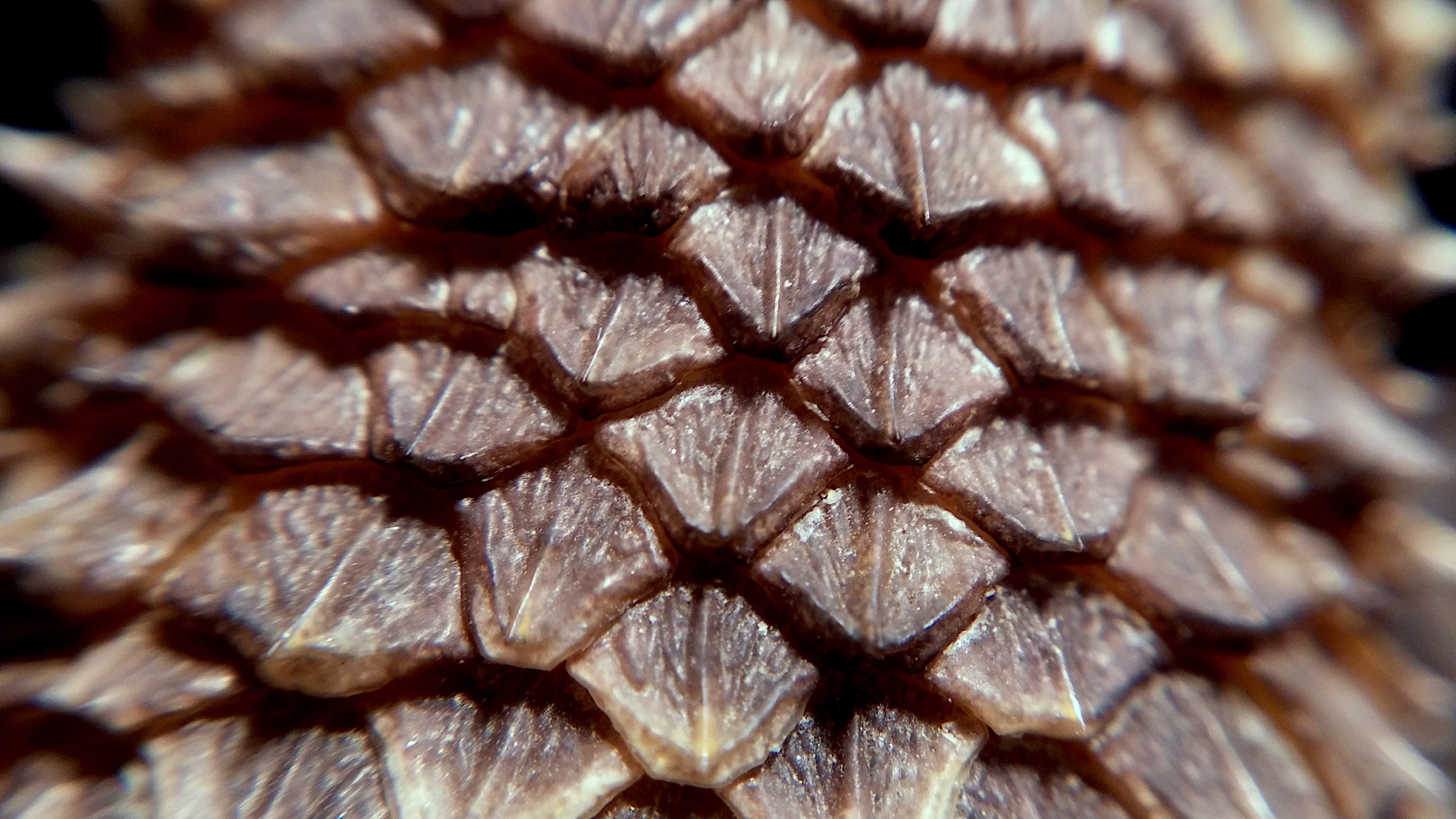 CUsmartlens Complete Set (เลนส์ขยาย เปลี่ยนมือถือเป็นกล้องจุลทรรศน์)