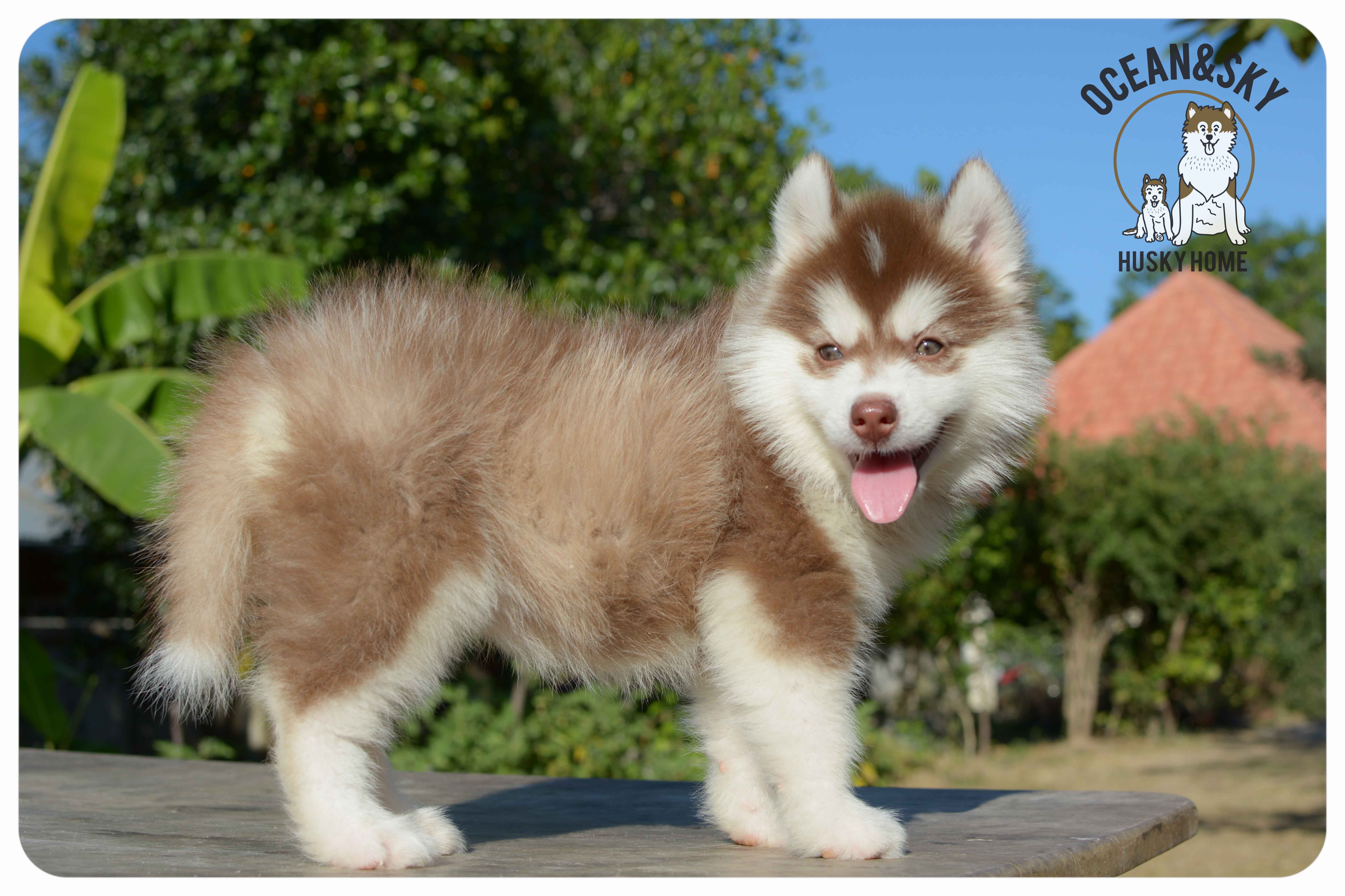 เปิดจองน้องๆไซบีเรียนขนฟู สีน่ารัก ผู้3ตัว เมีย3ตัว มันนี่ + แฮรี่