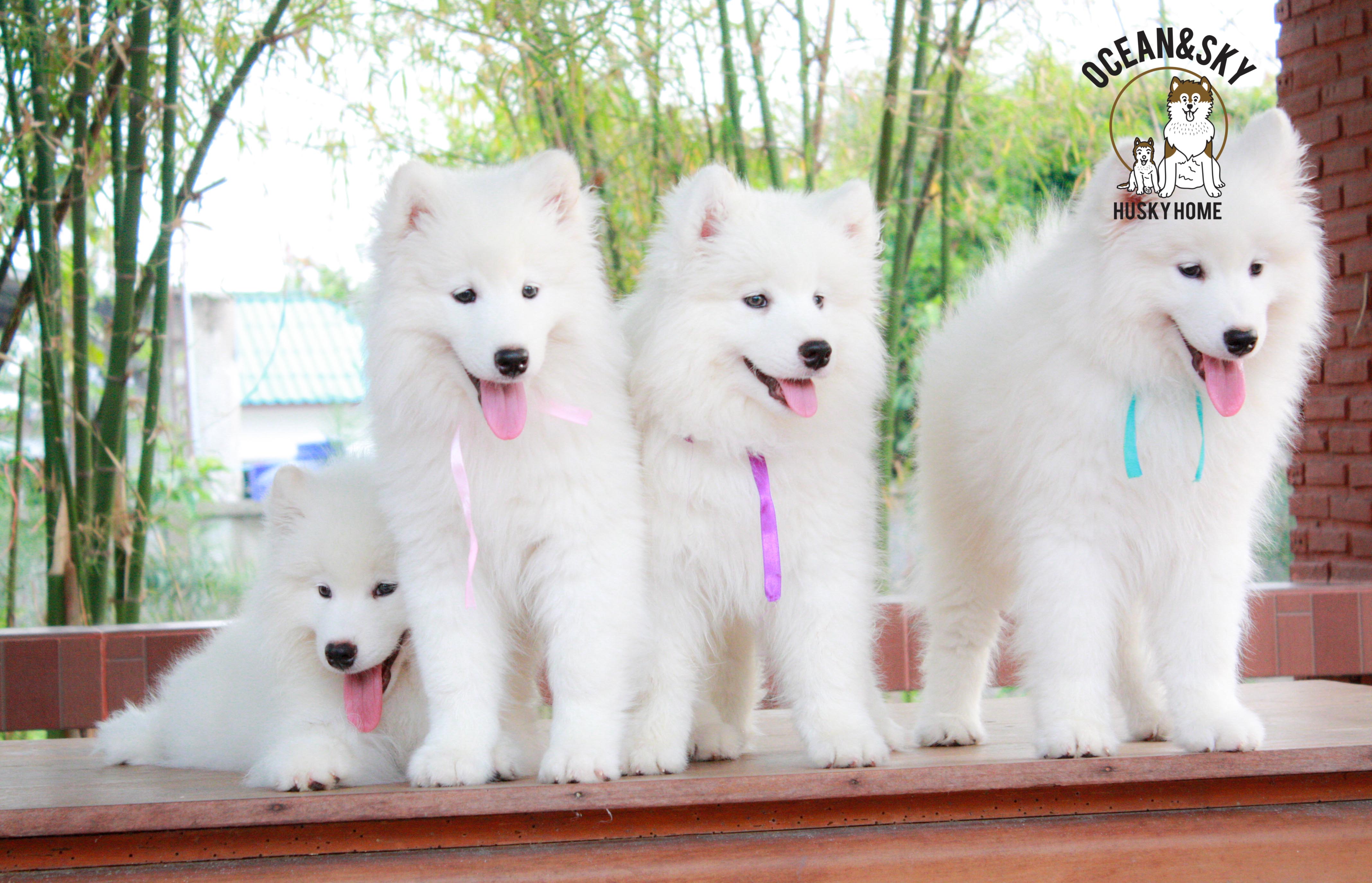 Samoyed , ซามอยด์ , ขายซามอยด์ , ขายSamoyed , ขายลูกสุนัขซามอยด์ ,ขายลูกสุนัขSamoyed