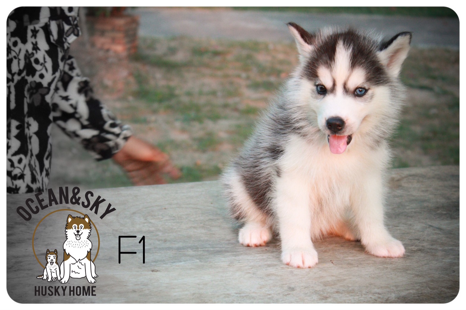 ลูกสุนัข ไซบีเรียน โอเชี่ยน + เนปจูน