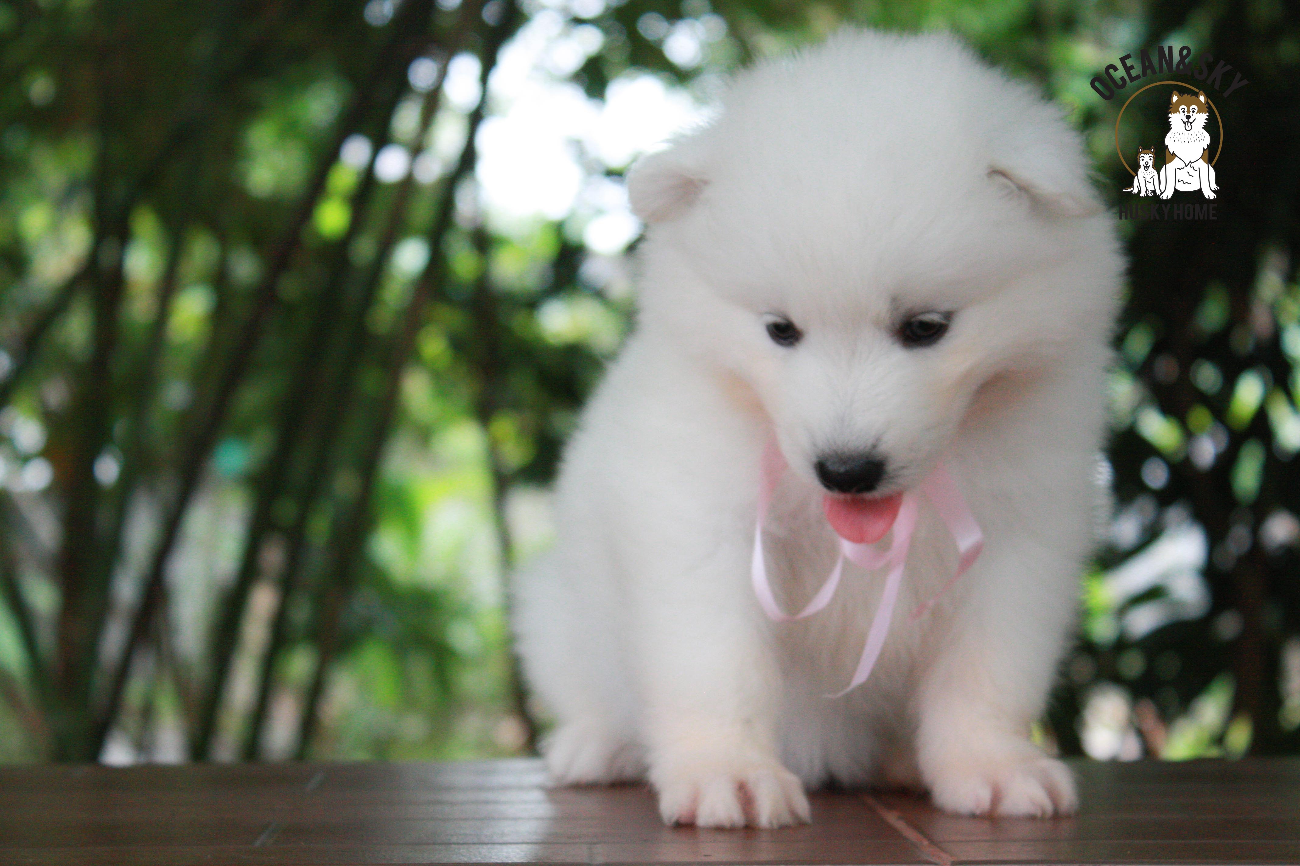 ซามอยด์ , samoyed , female