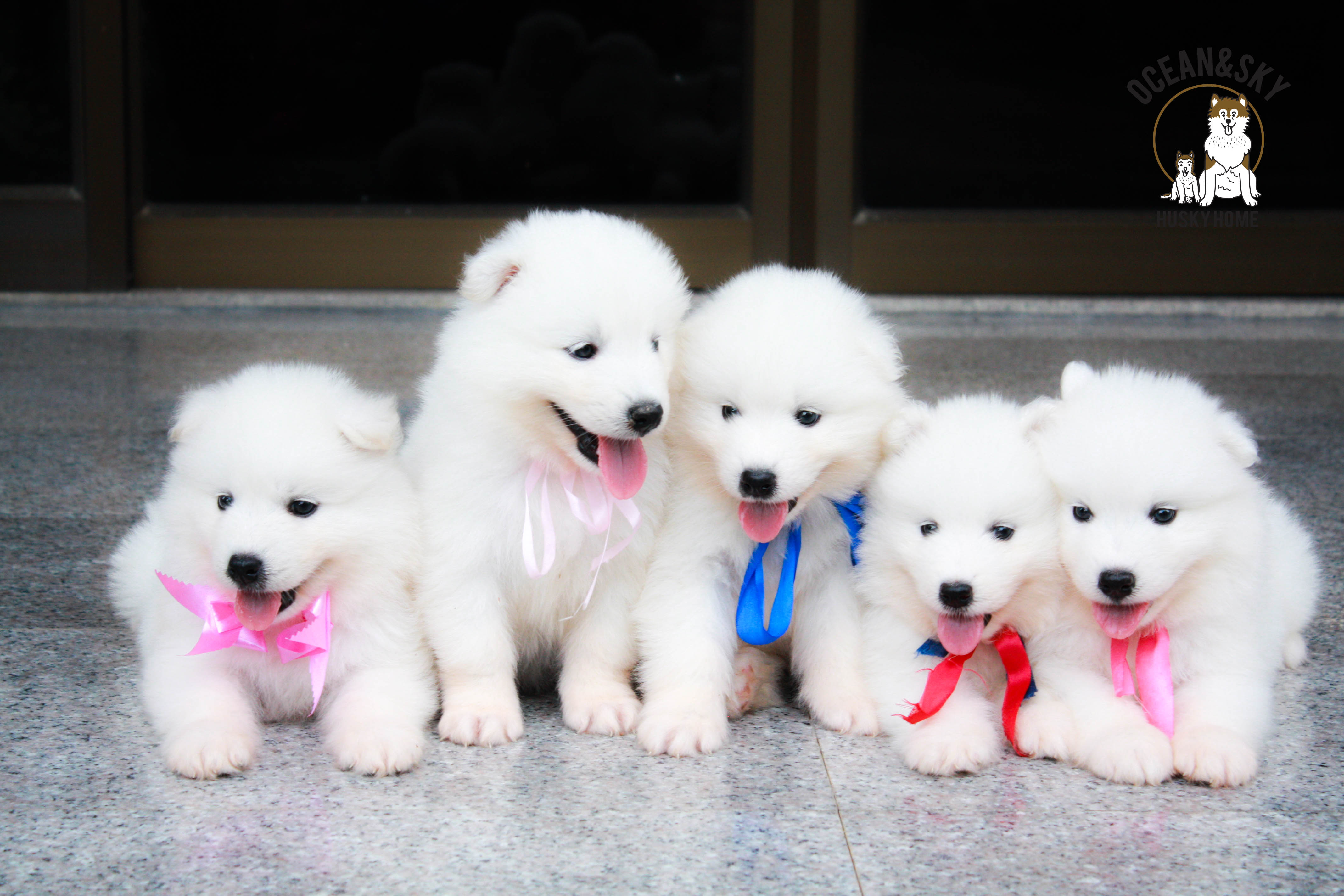 น้อง ซามอยด์ (Samoyed) อายุ 45 วันเปิดจองแล้วคาฟฟฟฟฟ 23/12/2561