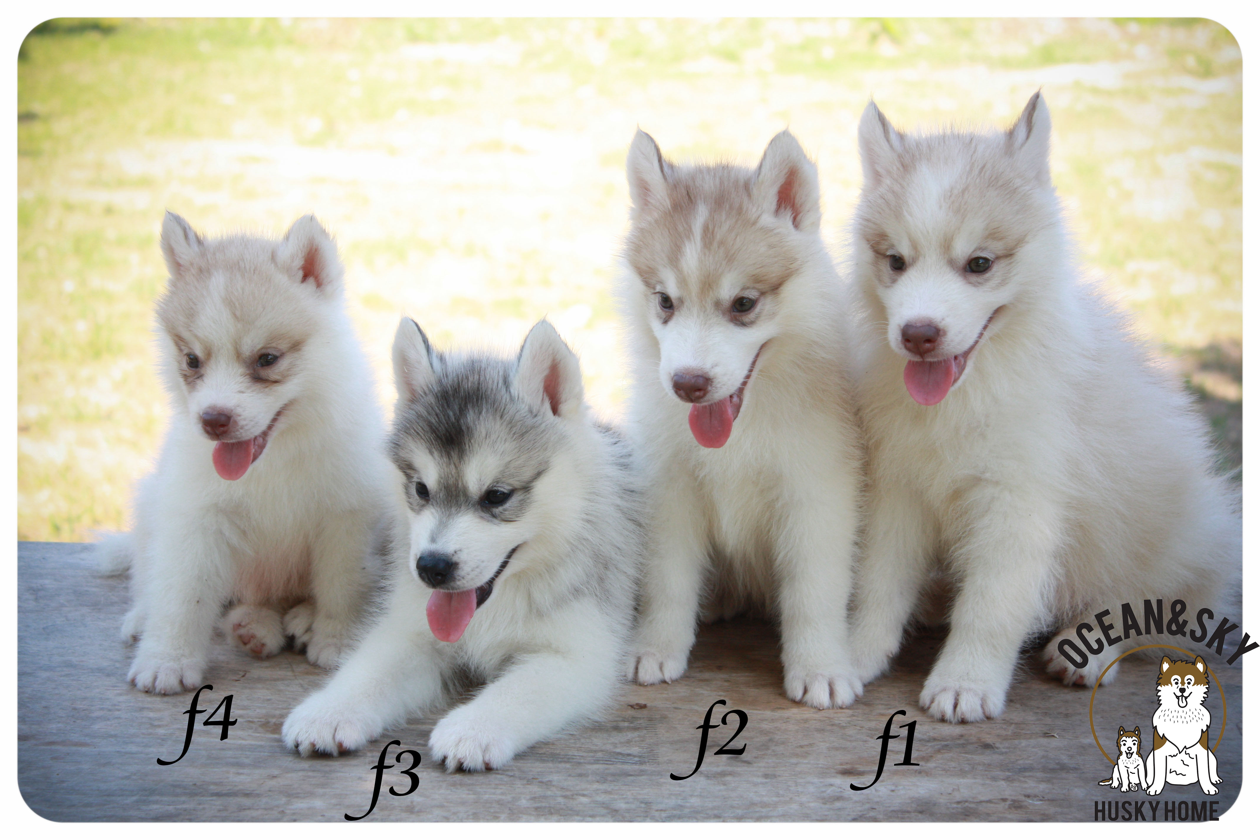 ลูกสุนัขไซบีเรียน โอเชี่ยน+สกาย