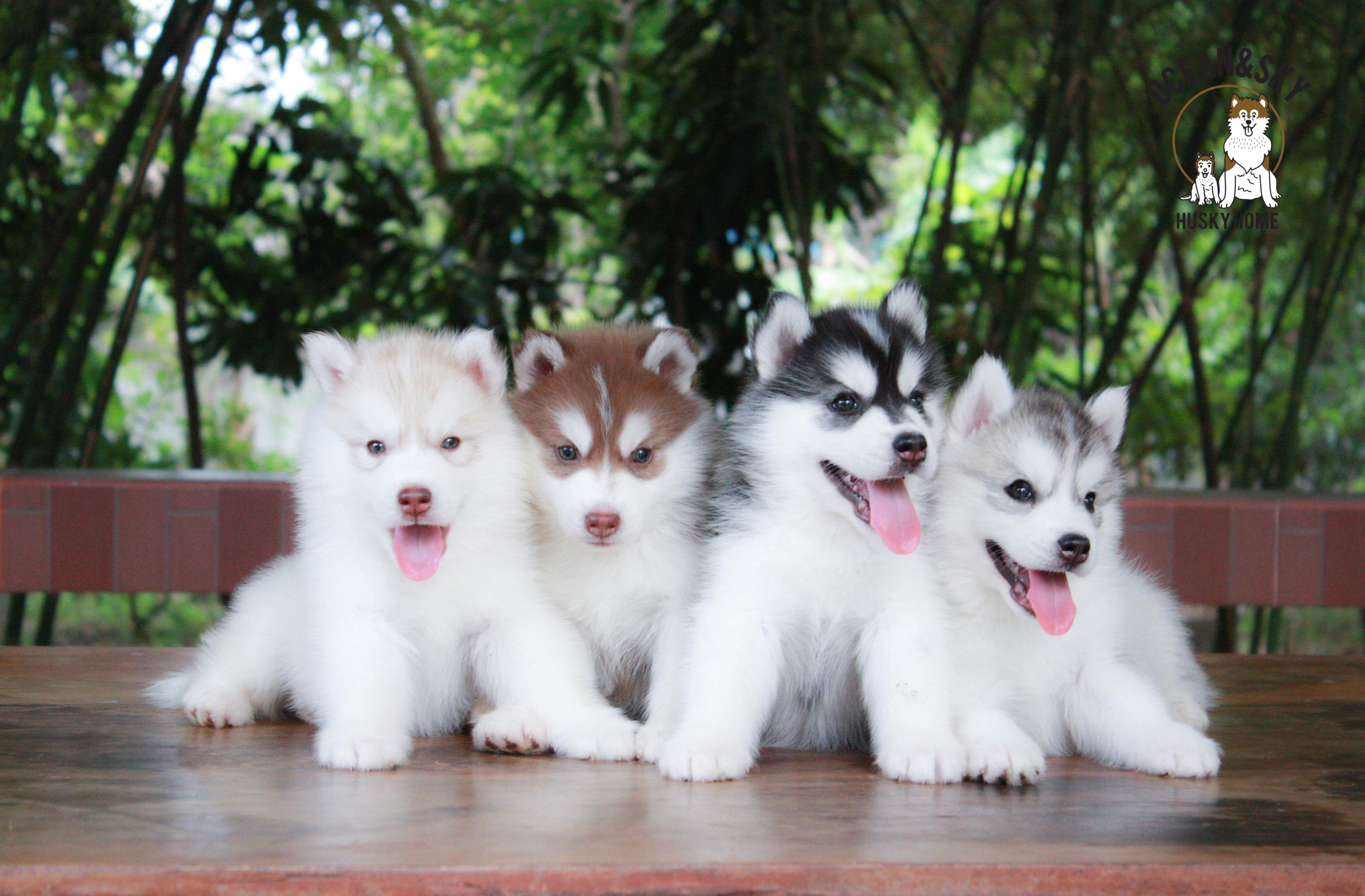 ไซบีเรียนขนฟู ราคาน่ารัก