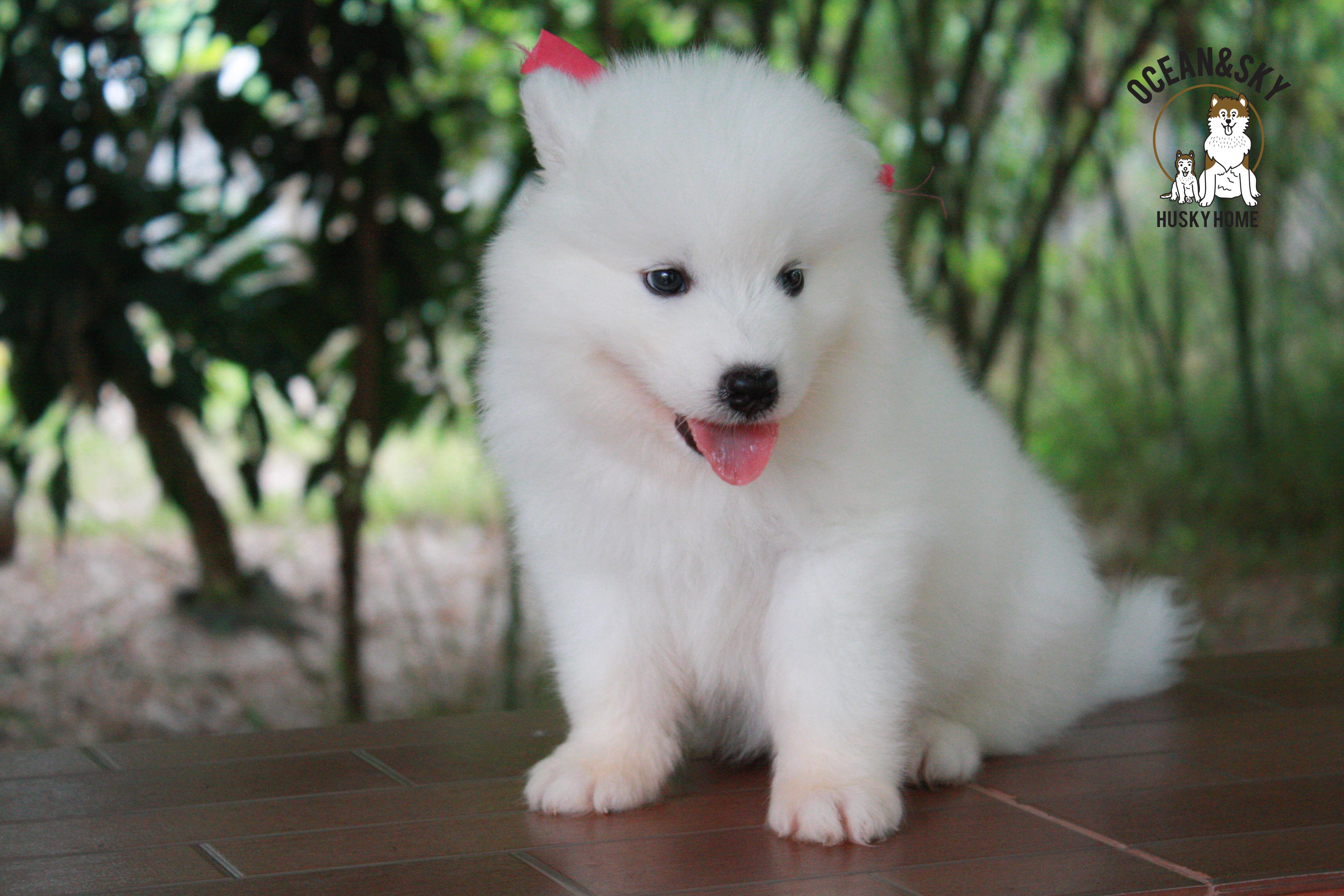 ซามอยด์ , samoyed , female