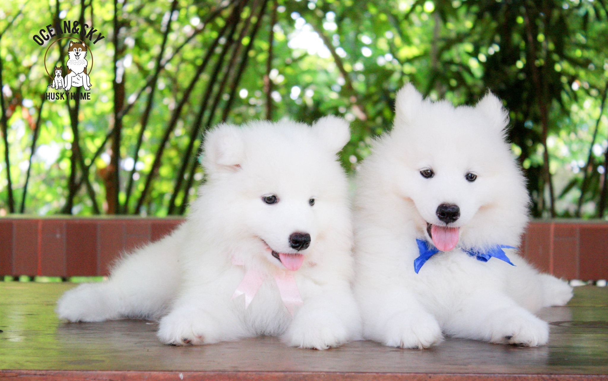 ซามอยด์ (Samoyed) ซามอยด์