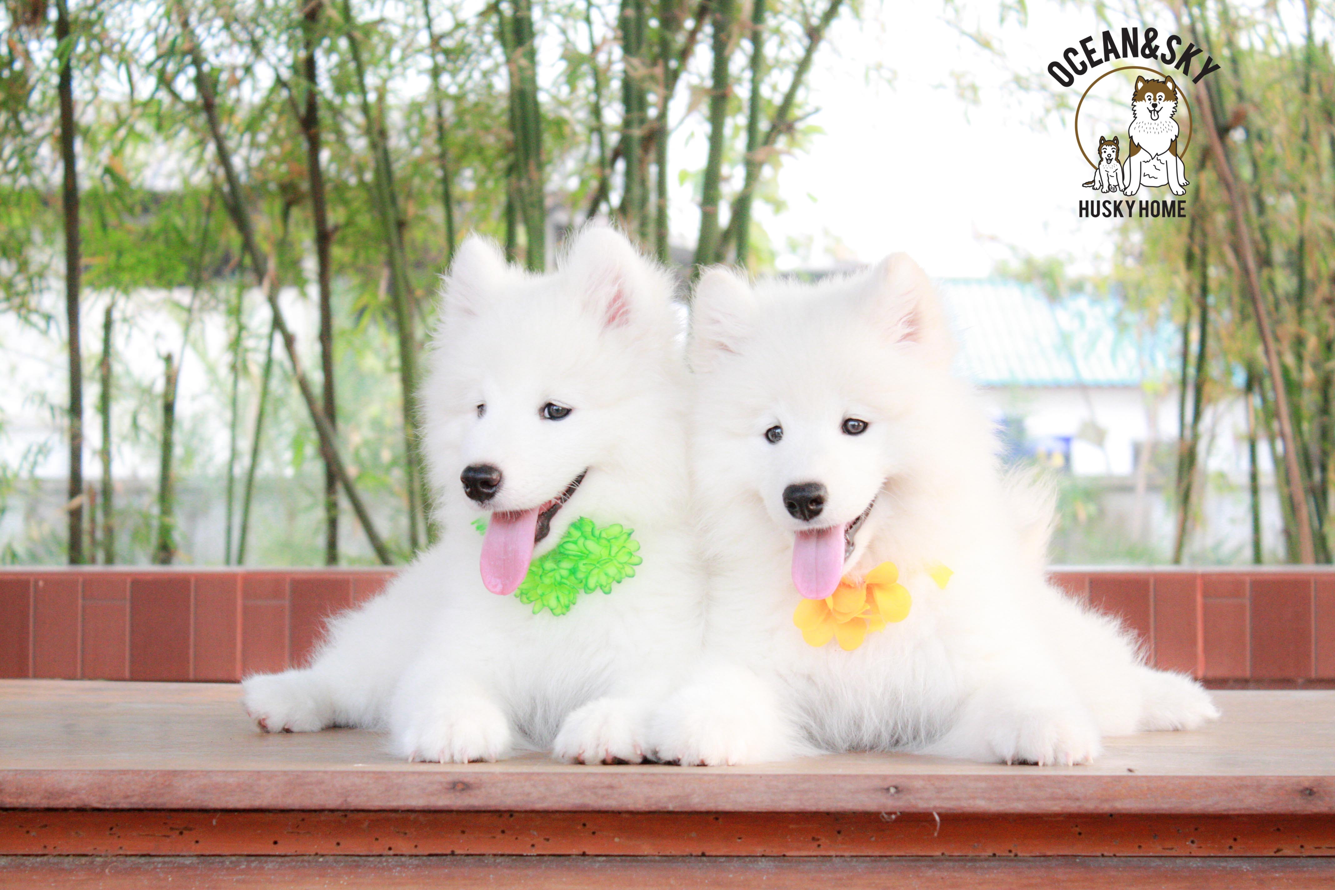 Samoyed , ซามอยด์ , ขายซามอยด์ , ขายSamoyed , ขายลูกสุนัขซามอยด์ ,ขายลูกสุนัขSamoyed