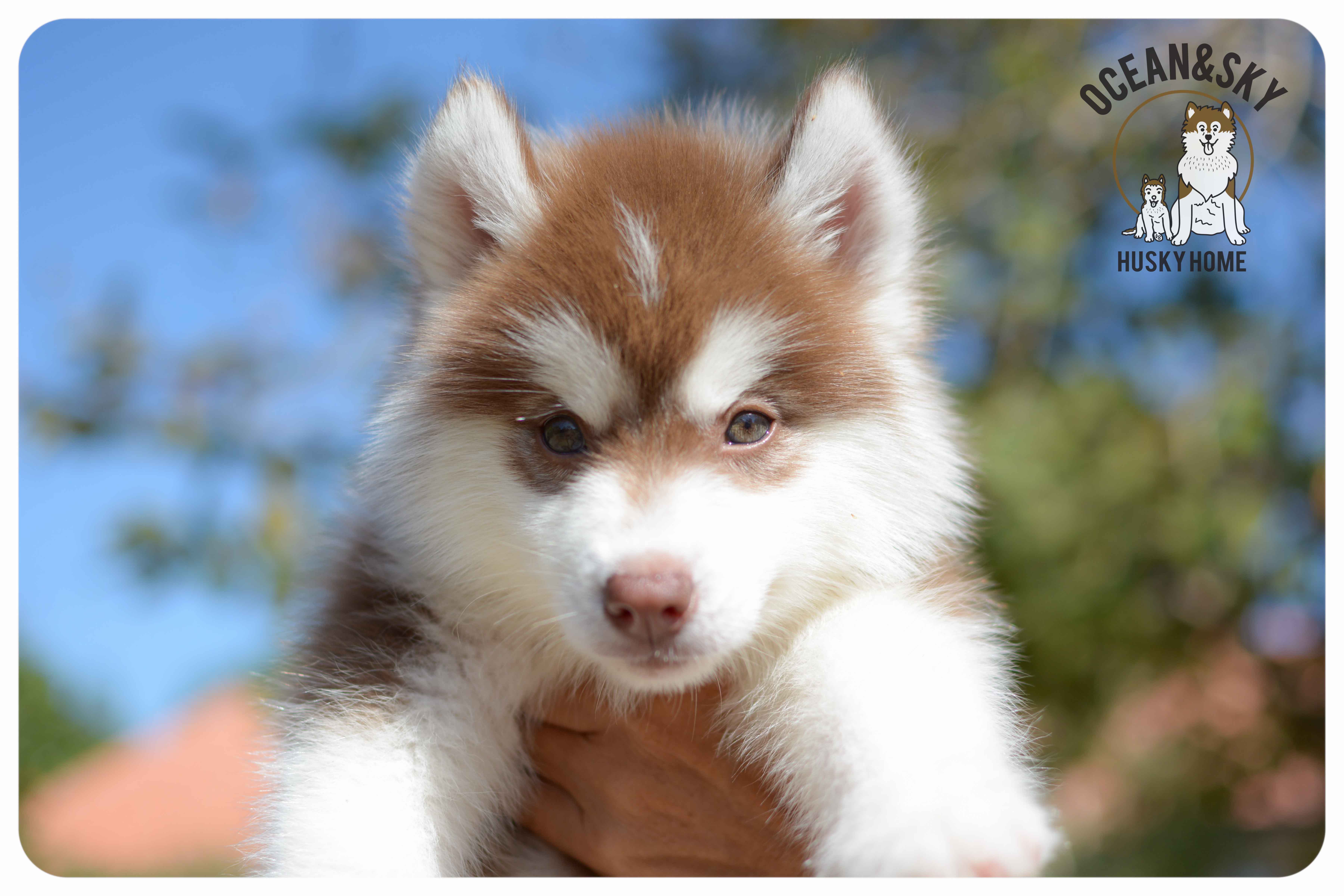 เปิดจองน้องๆไซบีเรียนขนฟู สีน่ารัก ผู้3ตัว เมีย3ตัว มันนี่ + แฮรี่