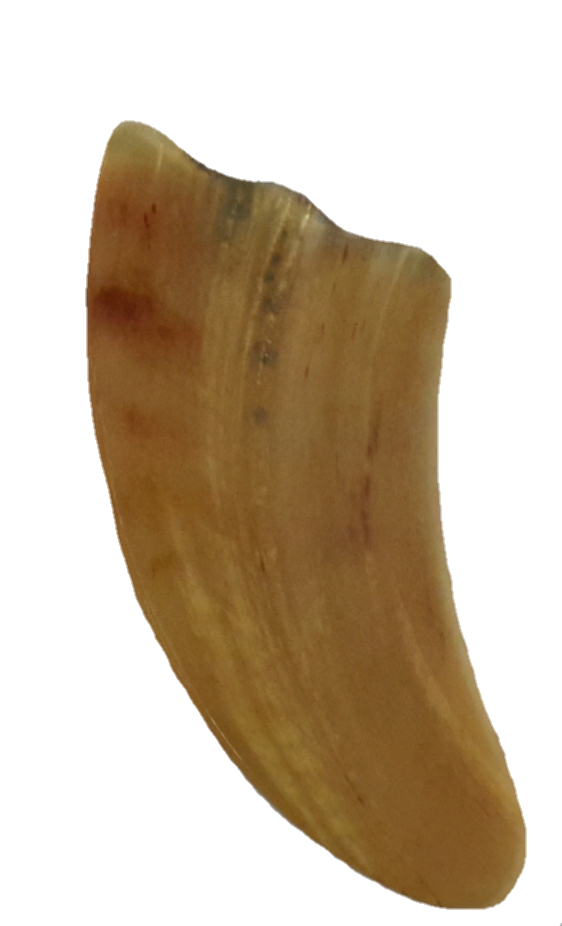 กัวซาเขาจามรี (Yak Horn Gua Sha )