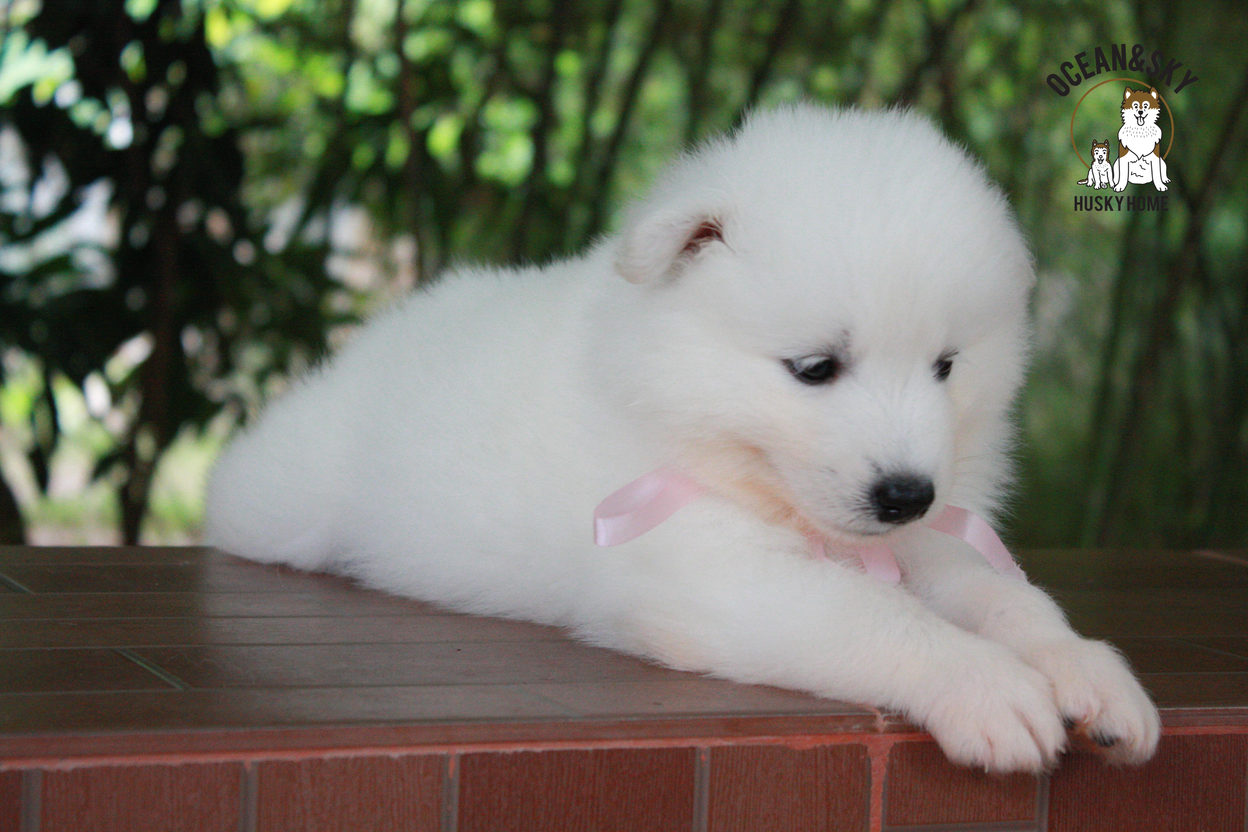 ซามอยด์ , samoyed , female