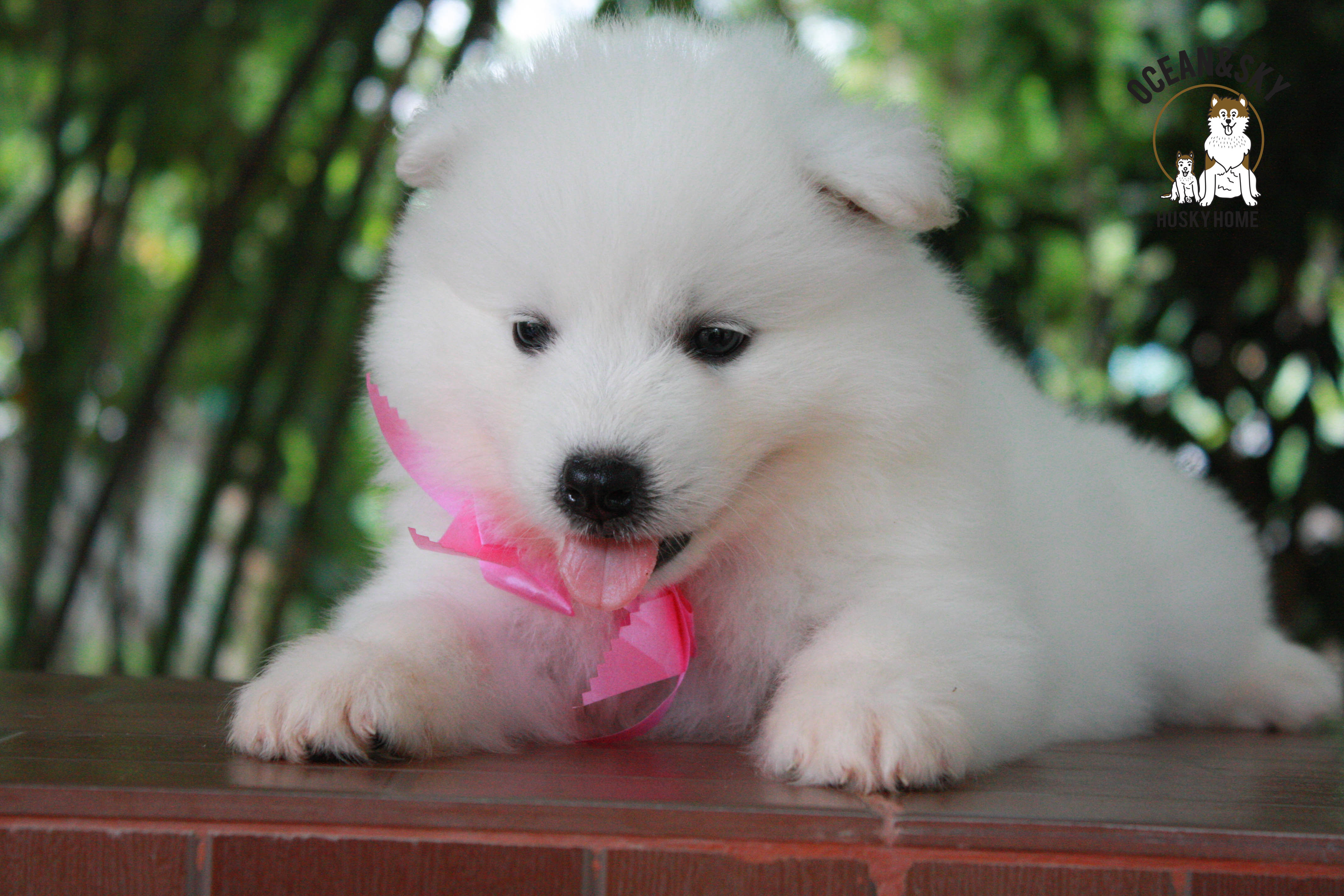 ซามอยด์ , samoyed , female