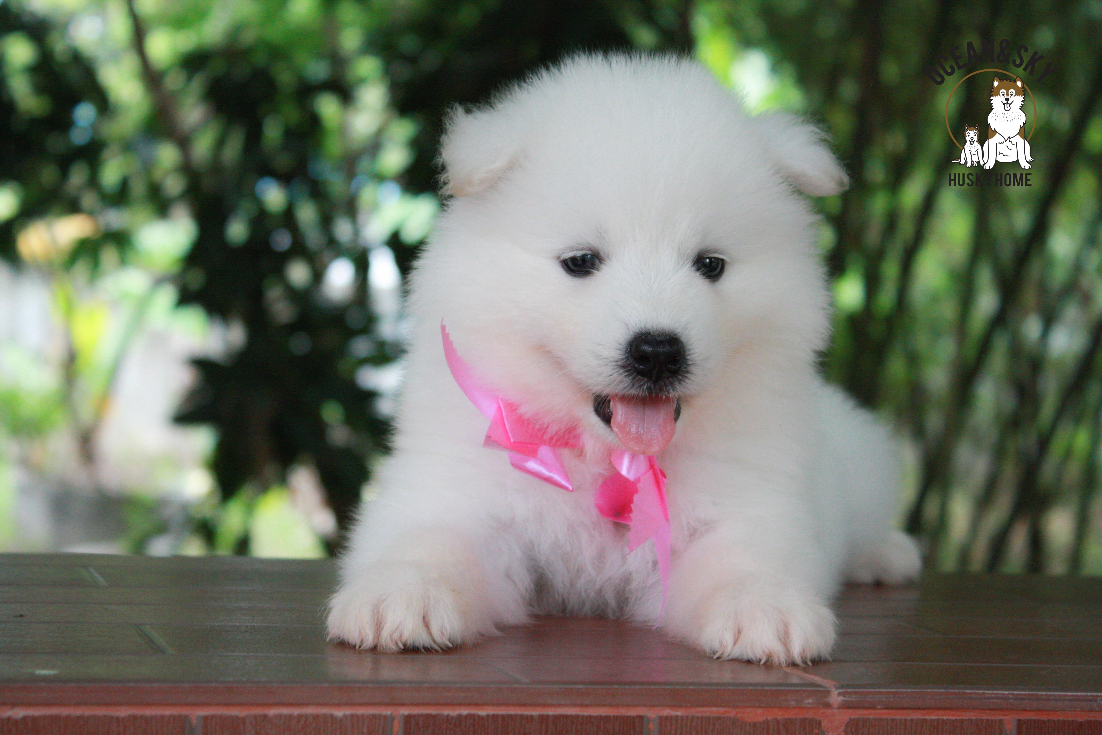 ซามอยด์ , samoyed , female