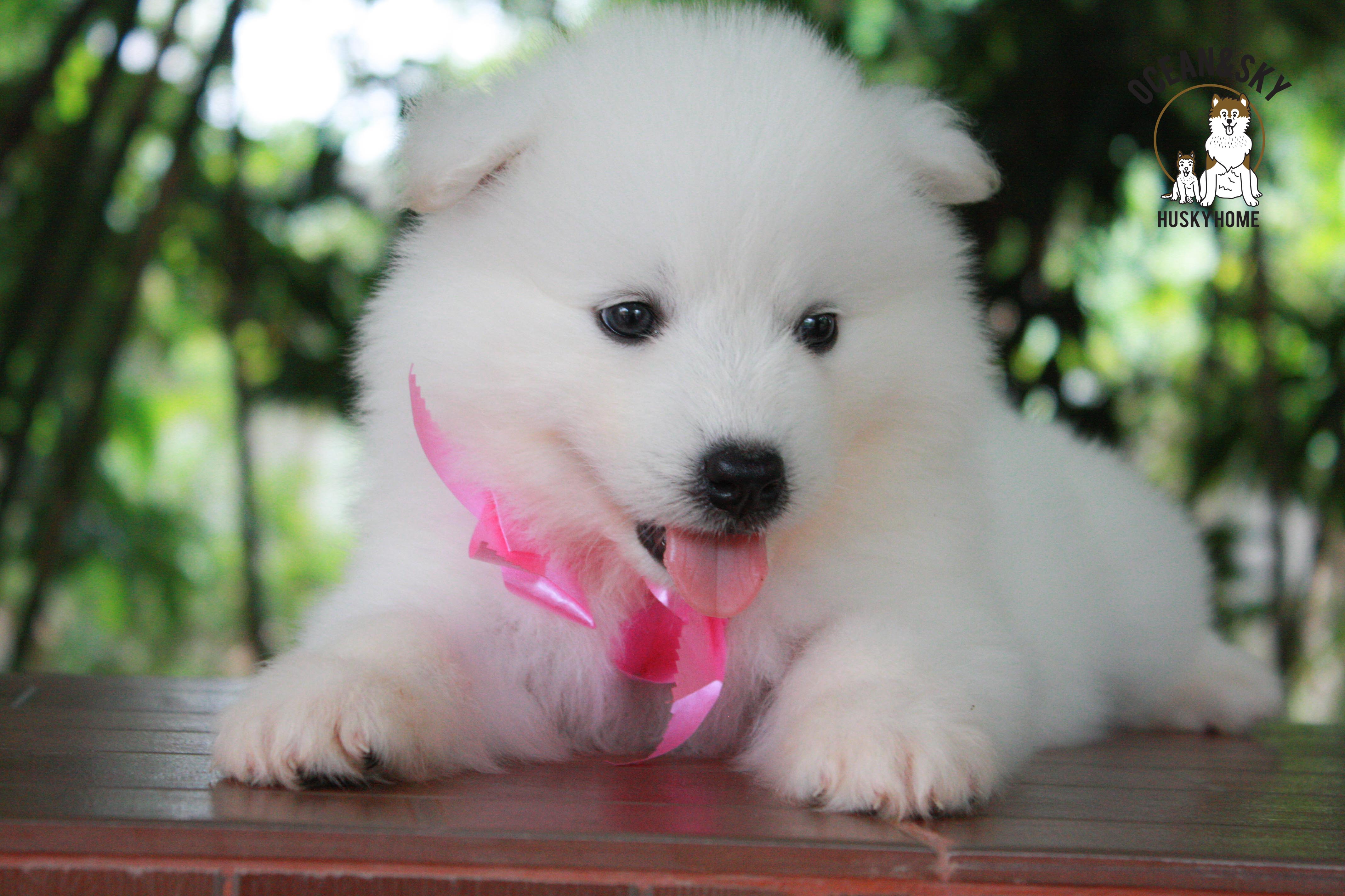 ซามอยด์ , samoyed , female