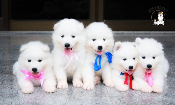 ซามอยด์ (Samoyed) ซามอยด์