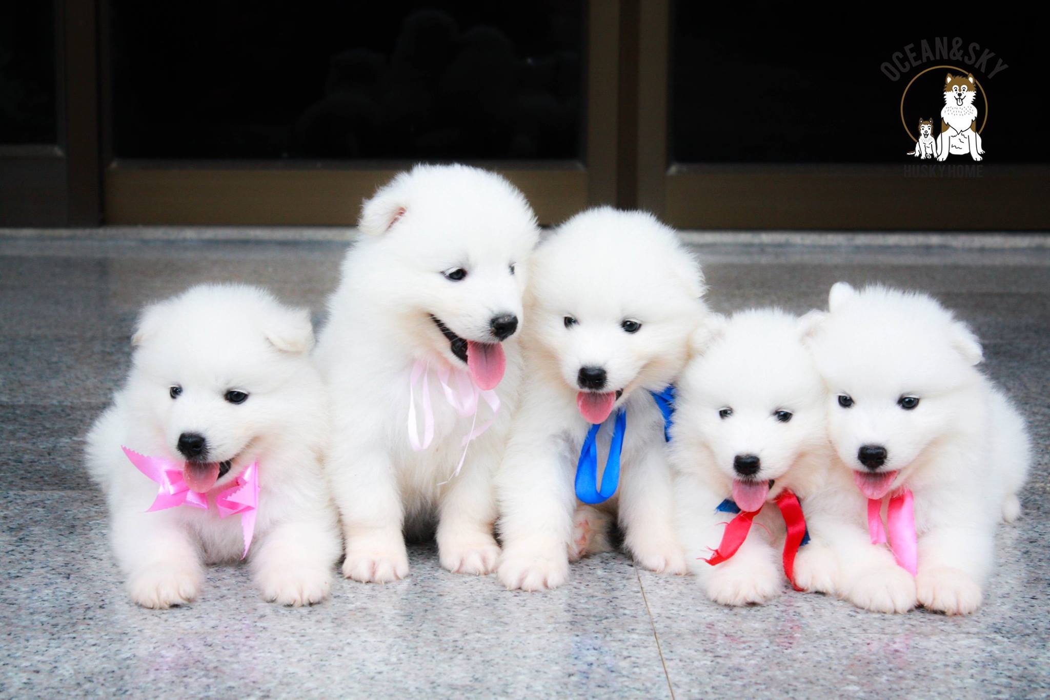 ซามอยด์ (Samoyed) ซามอยด์