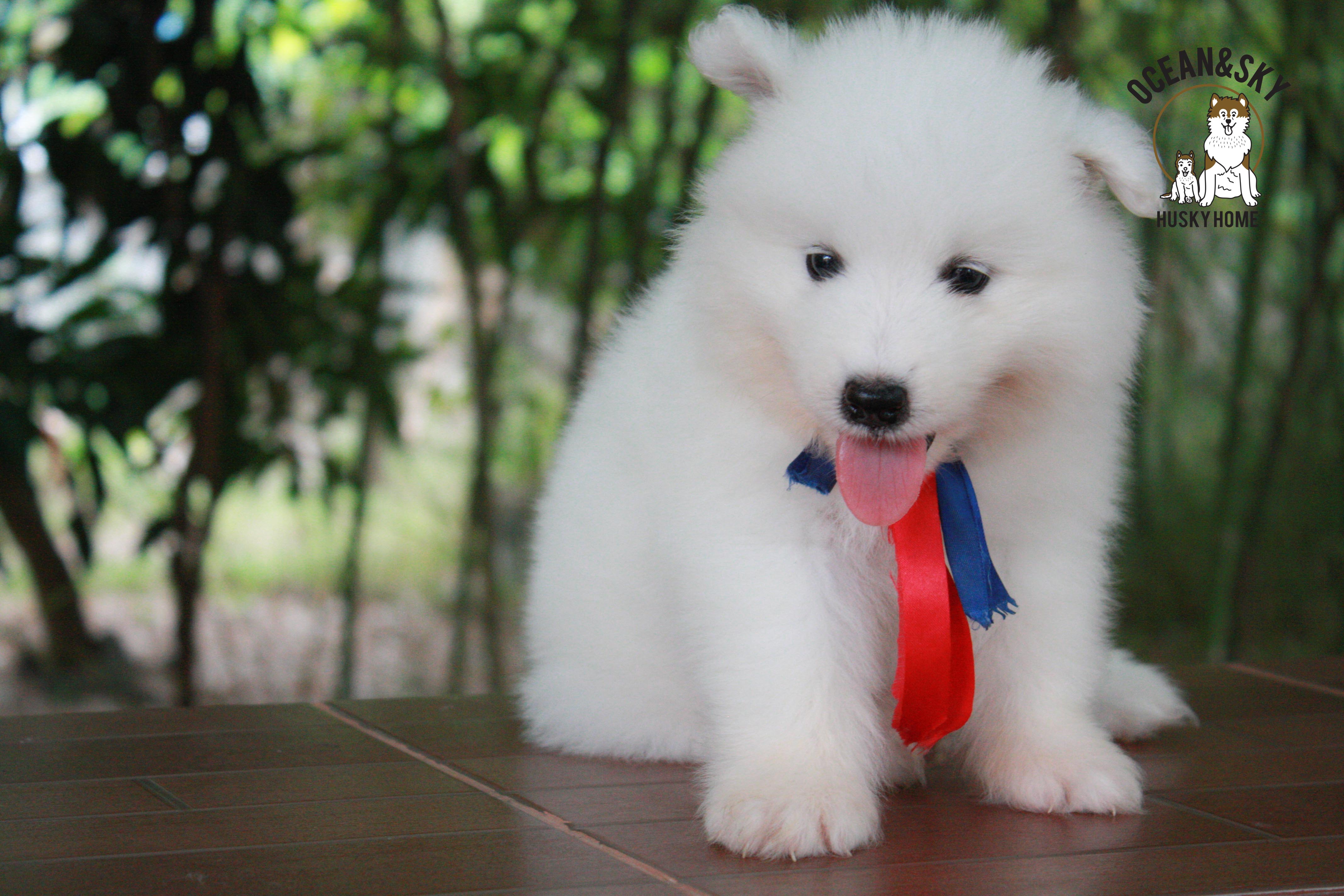 ซามอยด์ samoyed female