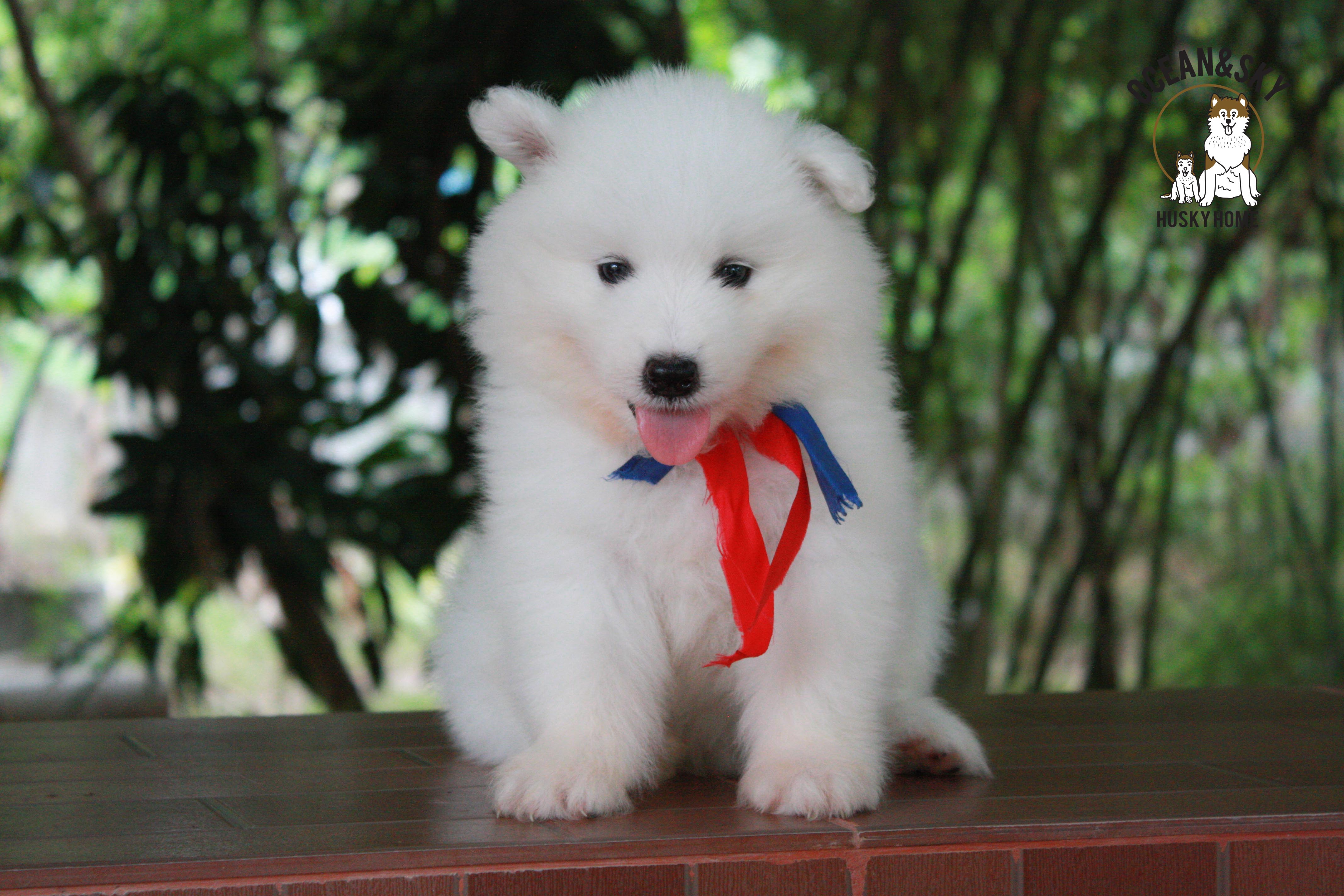 ซามอยด์ samoyed female