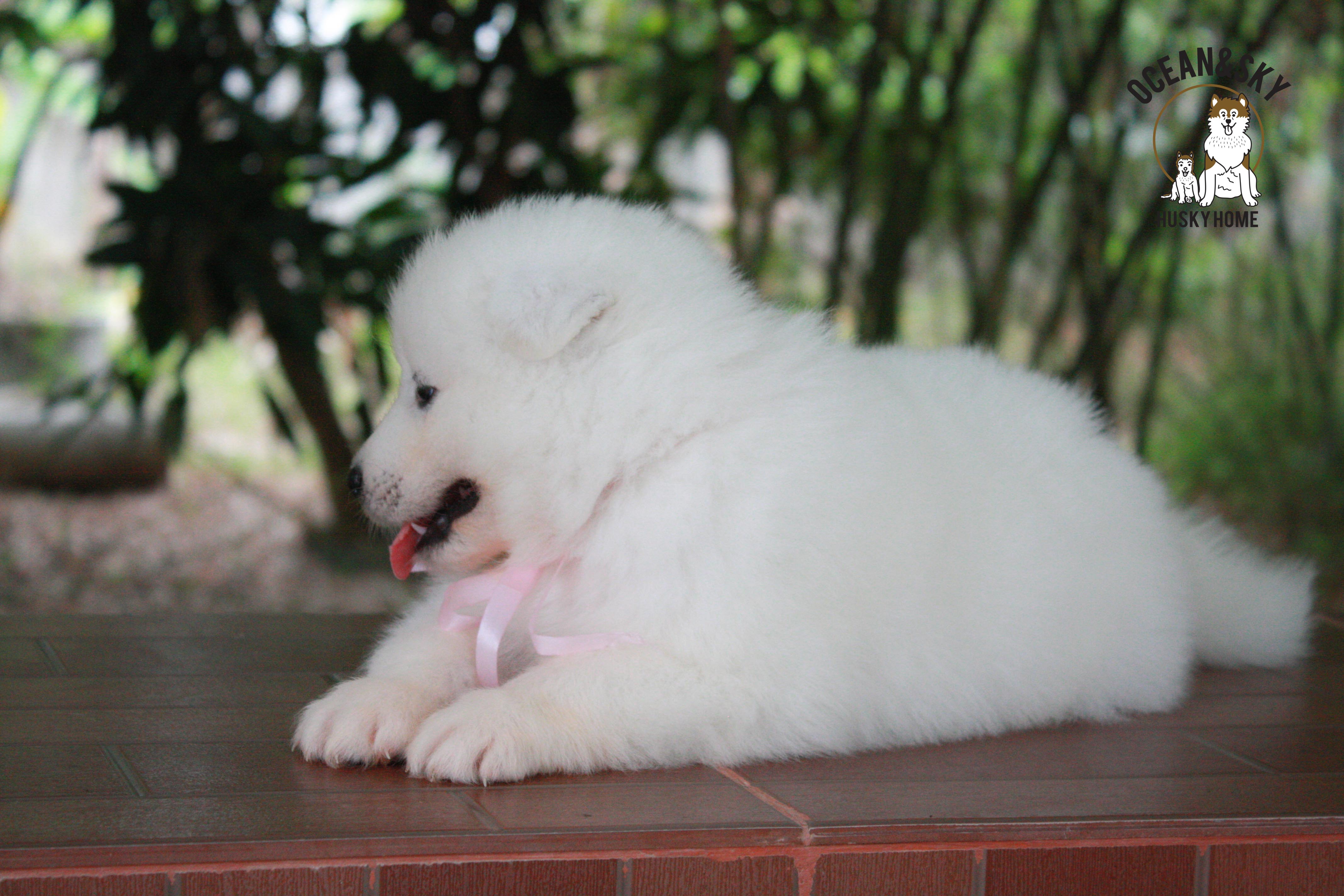ซามอยด์ , samoyed , female