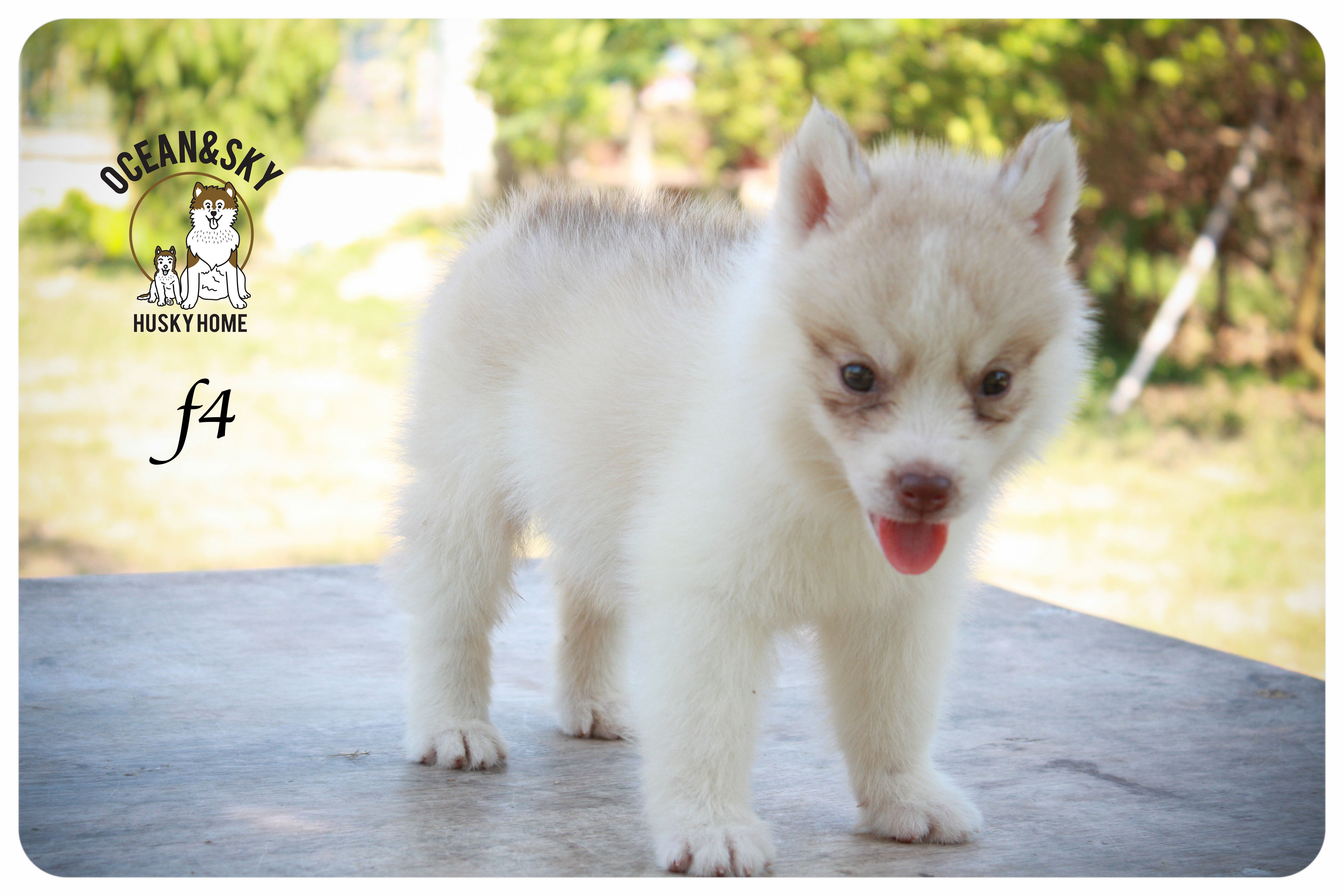 ลูกสุนัขไซบีเรียน โอเชี่ยน+สกาย