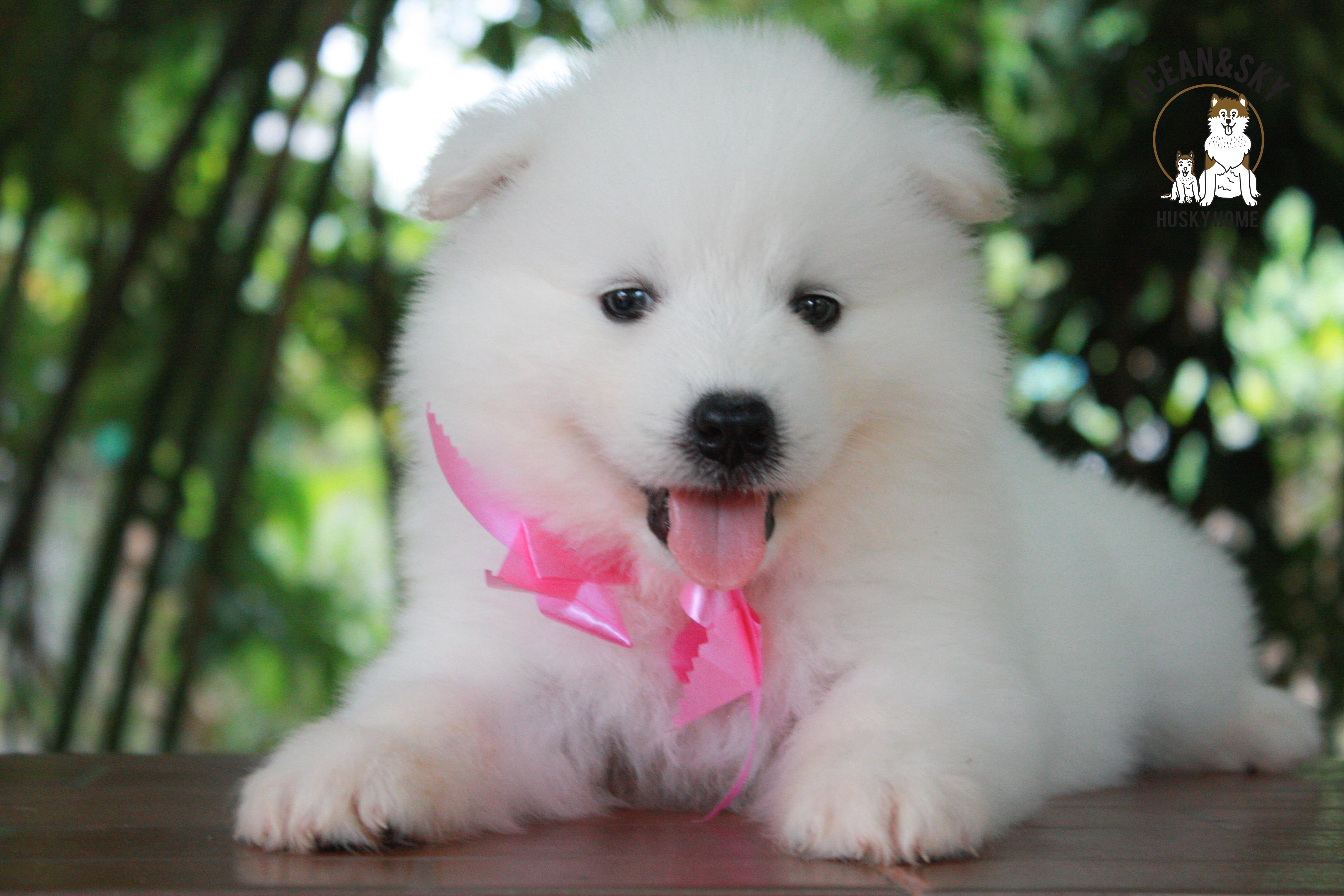 ซามอยด์ , samoyed , female