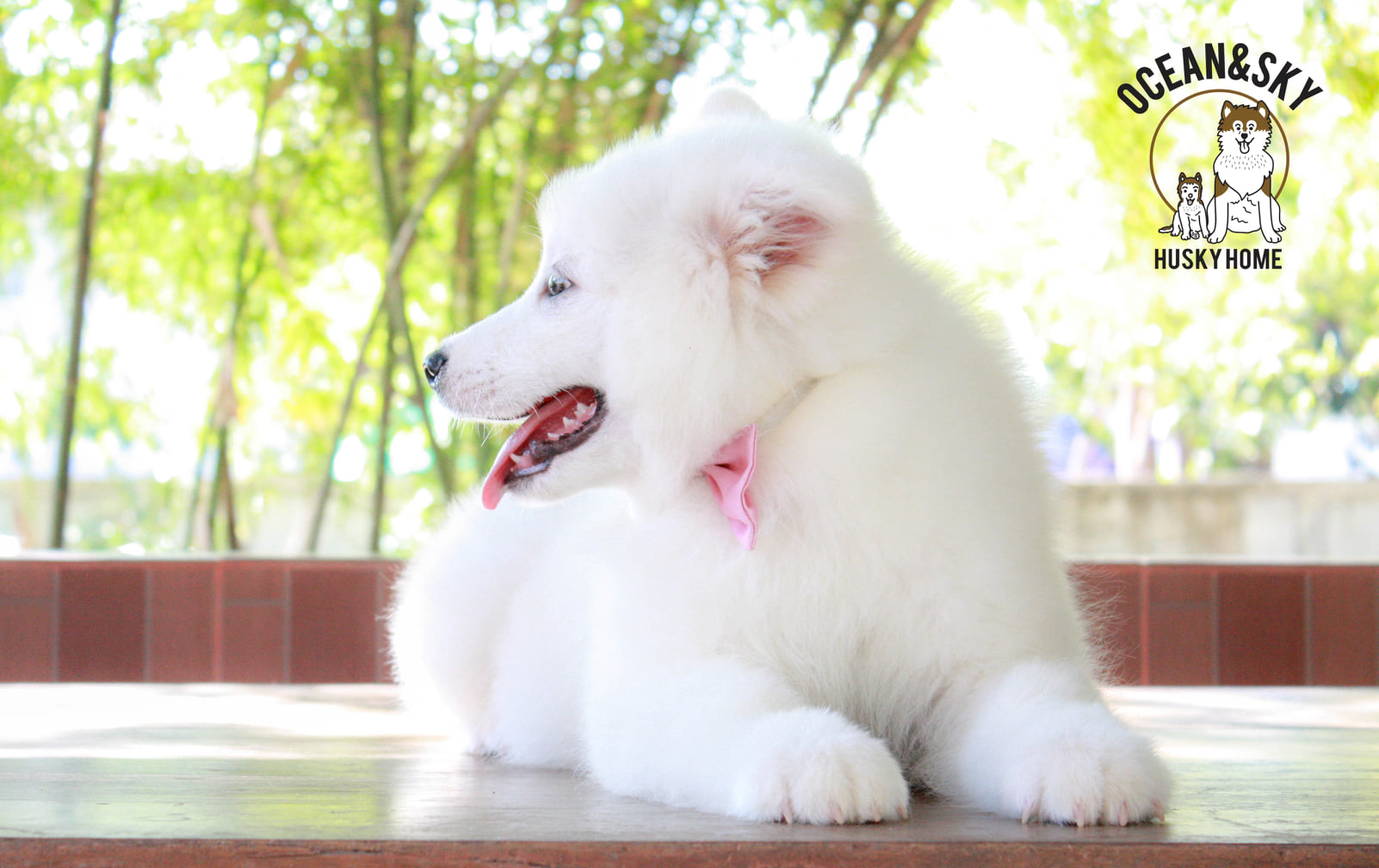 ซามอยด์ (Samoyed) ซามอยด์