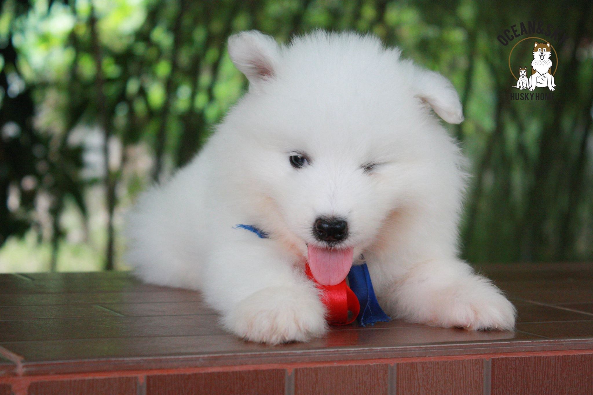 ซามอยด์ (Samoyed) ซามอยด์