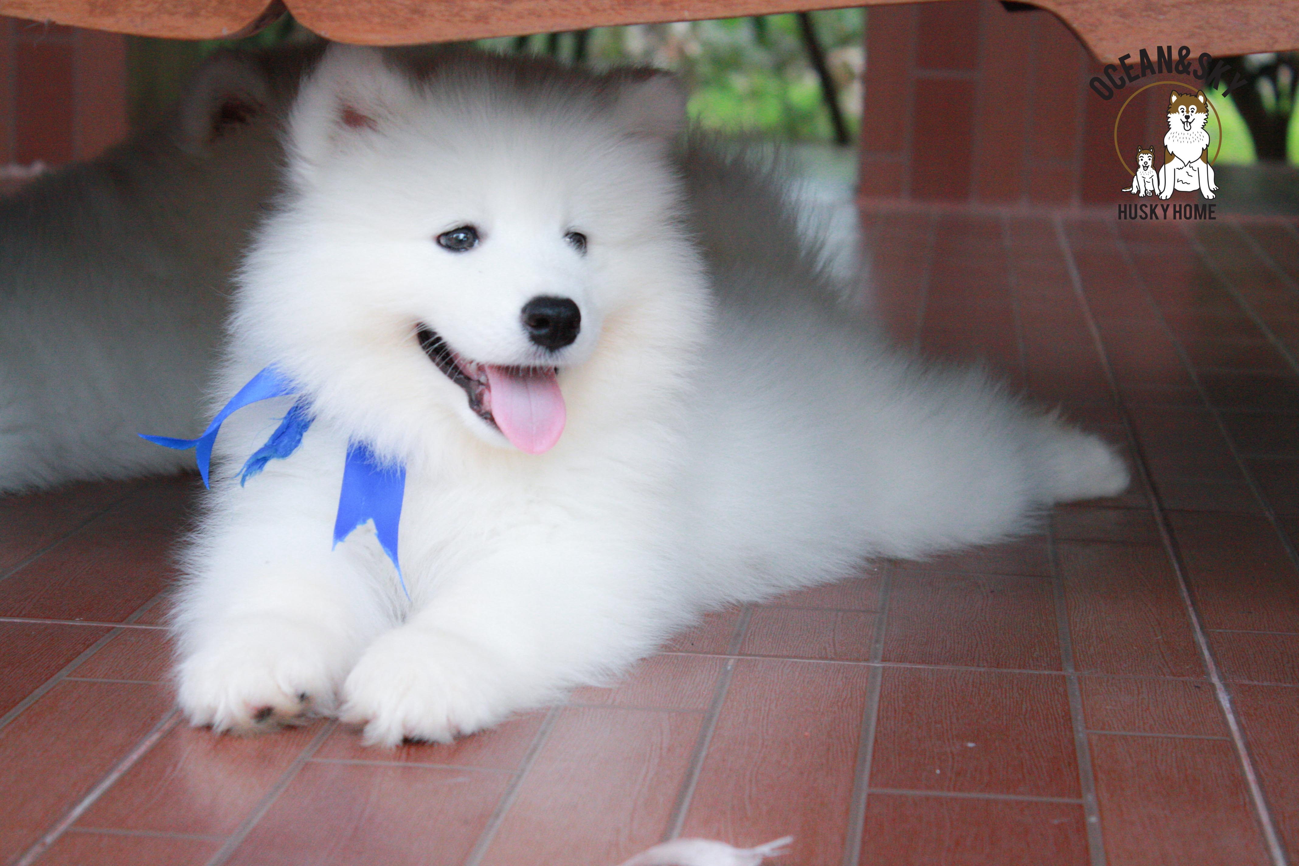 เพศผู้ อัปเดท น้อง ซามอยด์ (Samoyed) อายุ 75