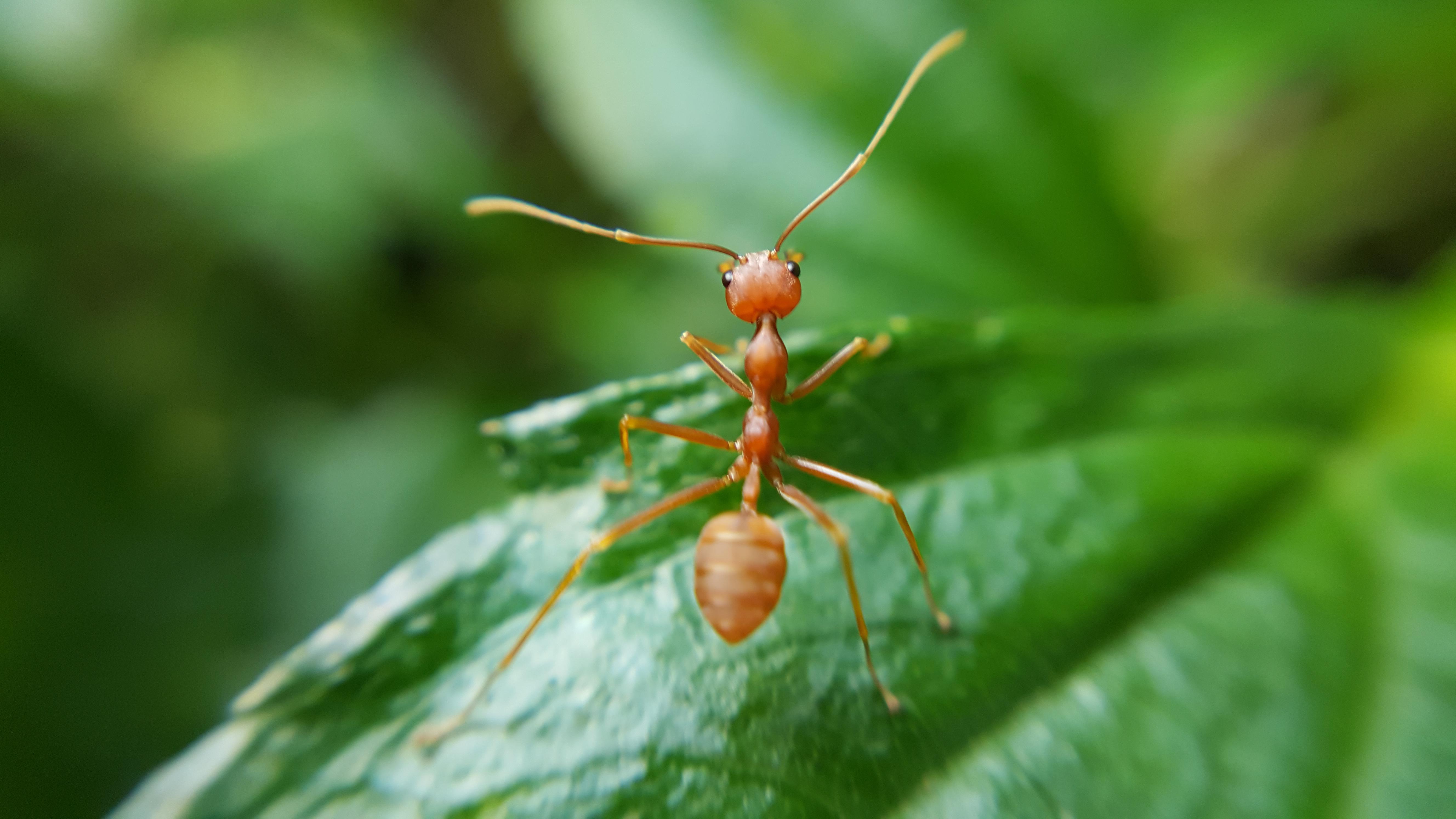 CUsmartlens Complete Set (เลนส์ขยาย เปลี่ยนมือถือเป็นกล้องจุลทรรศน์)