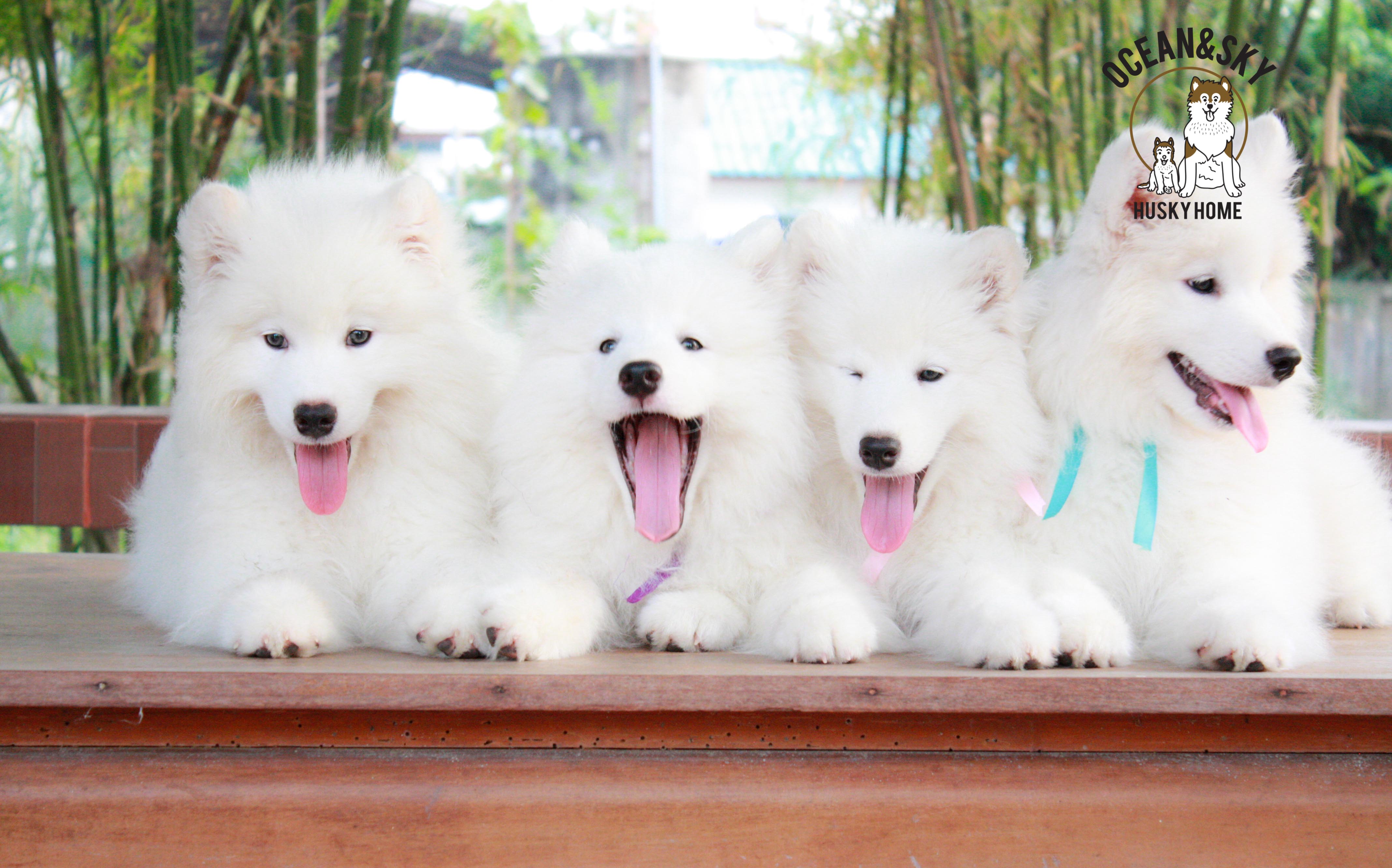 Samoyed , ซามอยด์ , ขายซามอยด์ , ขายSamoyed , ขายลูกสุนัขซามอยด์ ,ขายลูกสุนัขSamoyed