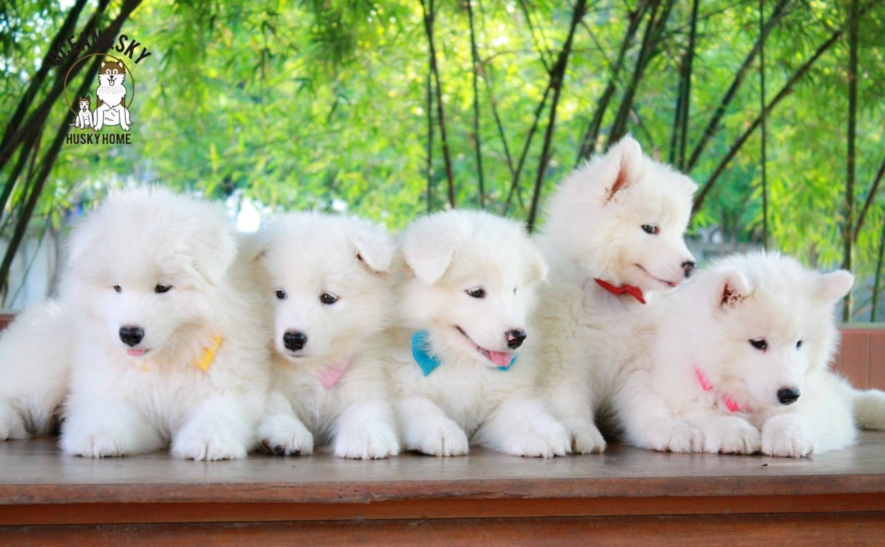 ซามอยด์ (Samoyed) ซามอยด์