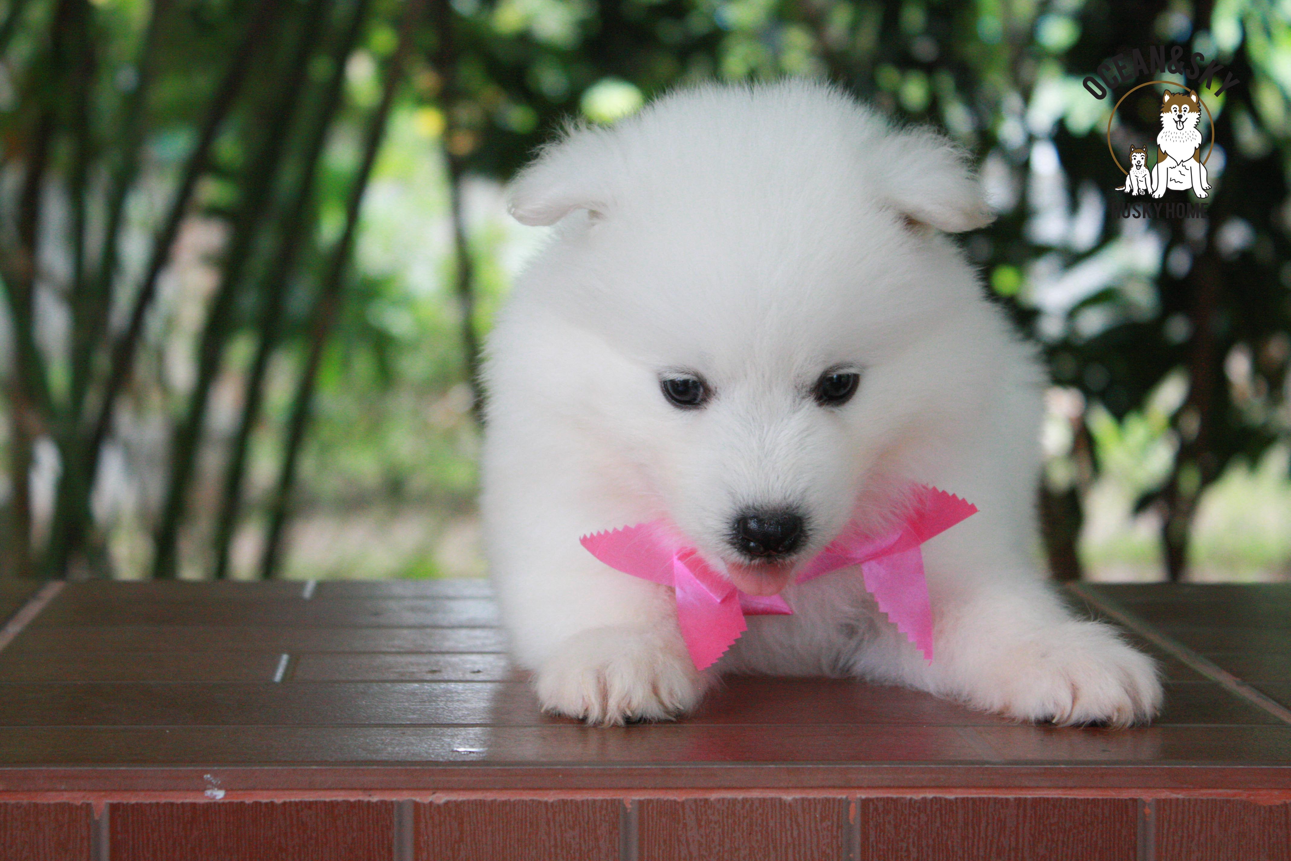 ซามอยด์ , samoyed , female