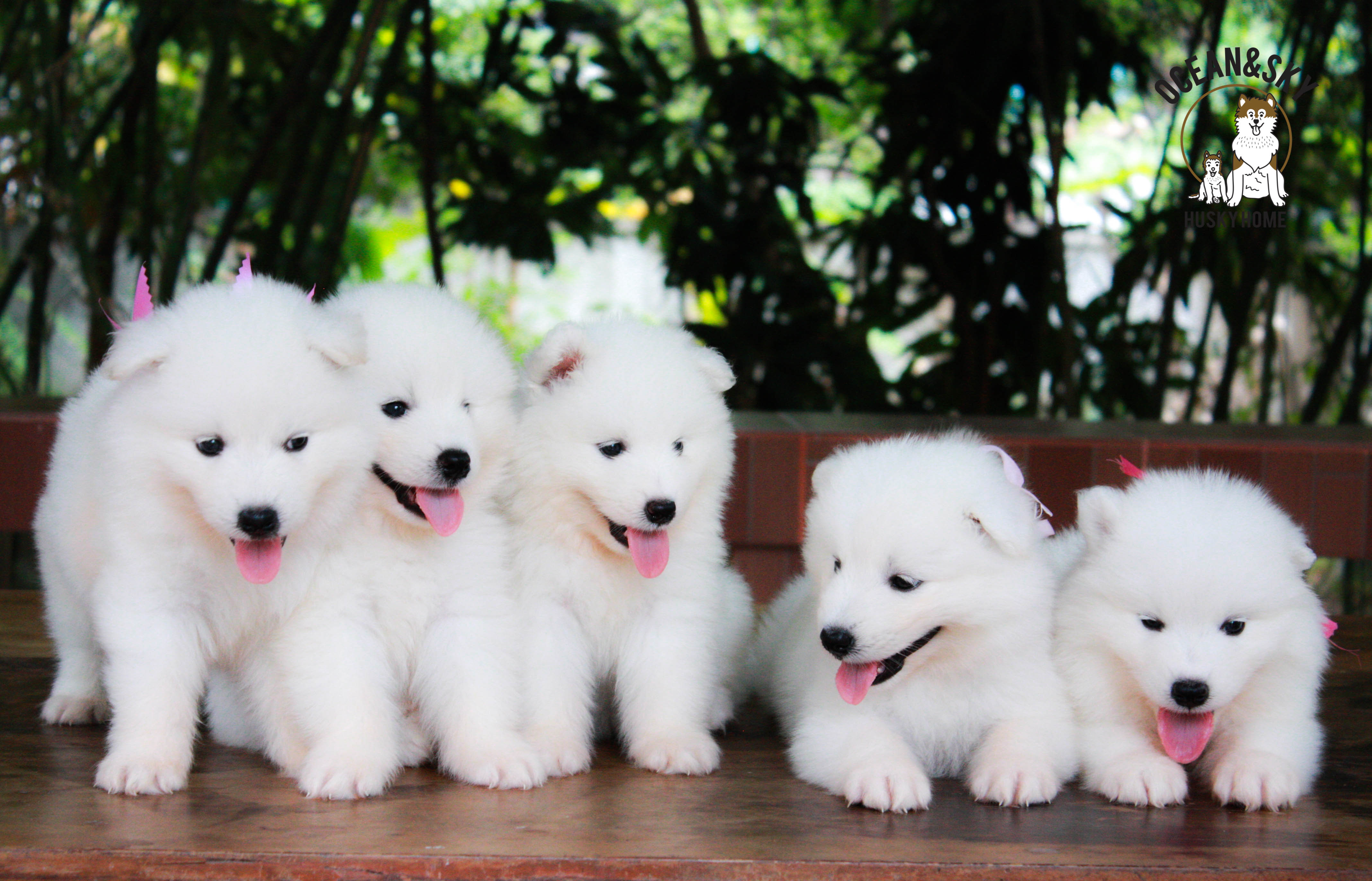 น้อง ซามอยด์ (Samoyed) อายุ 45 วันเปิดจองแล้วคาฟฟฟฟฟ 23/12/2561